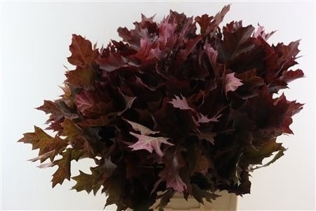 Quercus Rubra Ptd 80cm