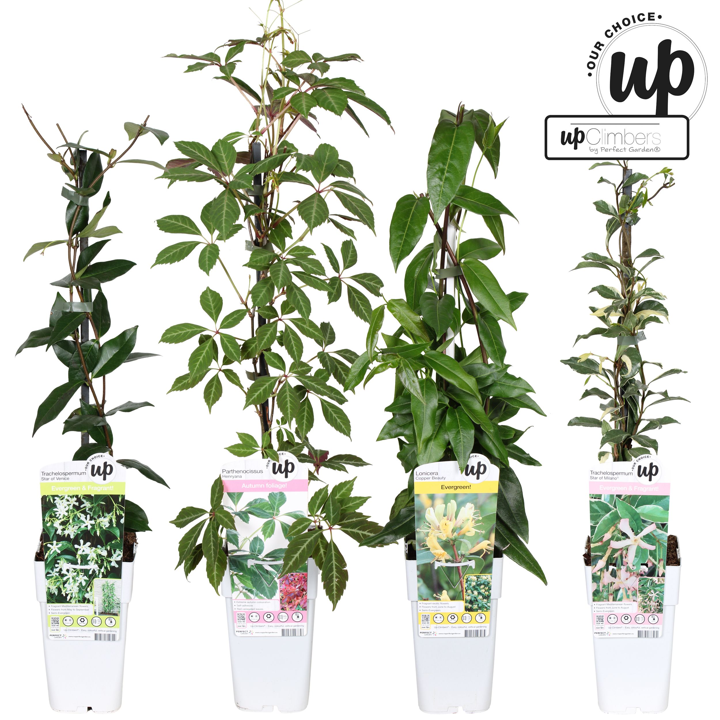 Picture of Klimplanten Our Choice mix tray P15