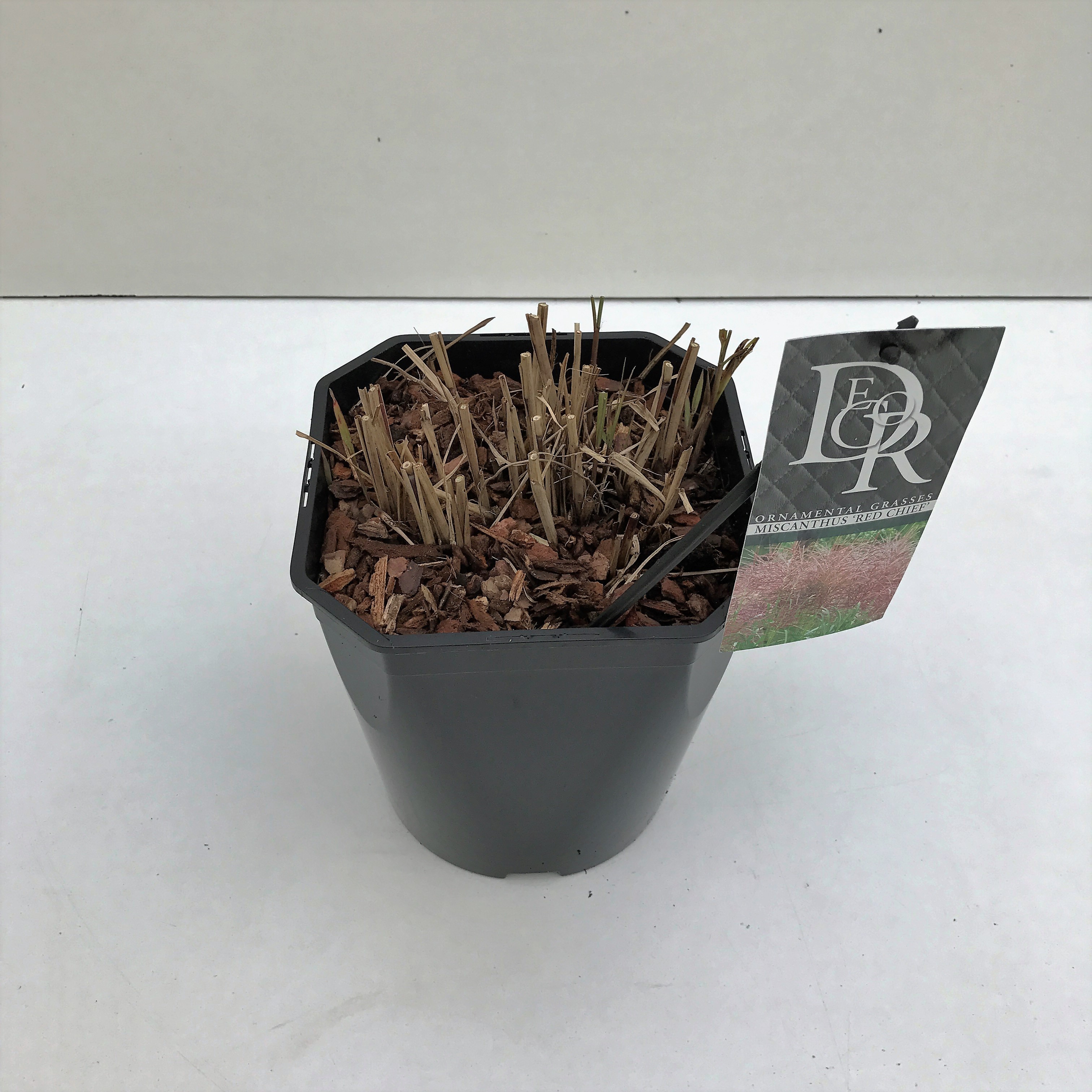 Picture of Miscanthus Red Chief P23 (5 Ltr) SQUARE (LOOSE)