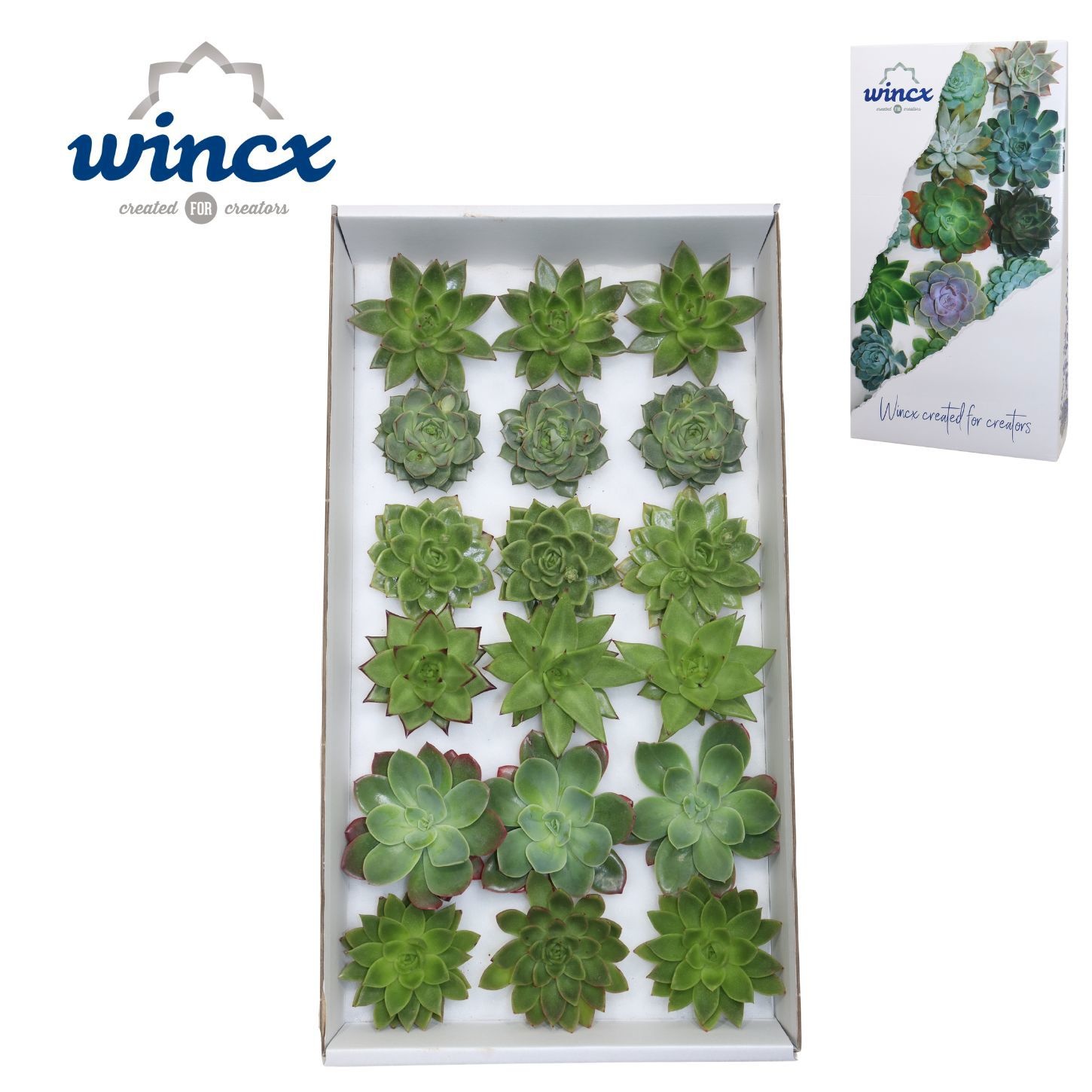 Echeveria Green Mix (wincx) Cutfl (6 Spcs)