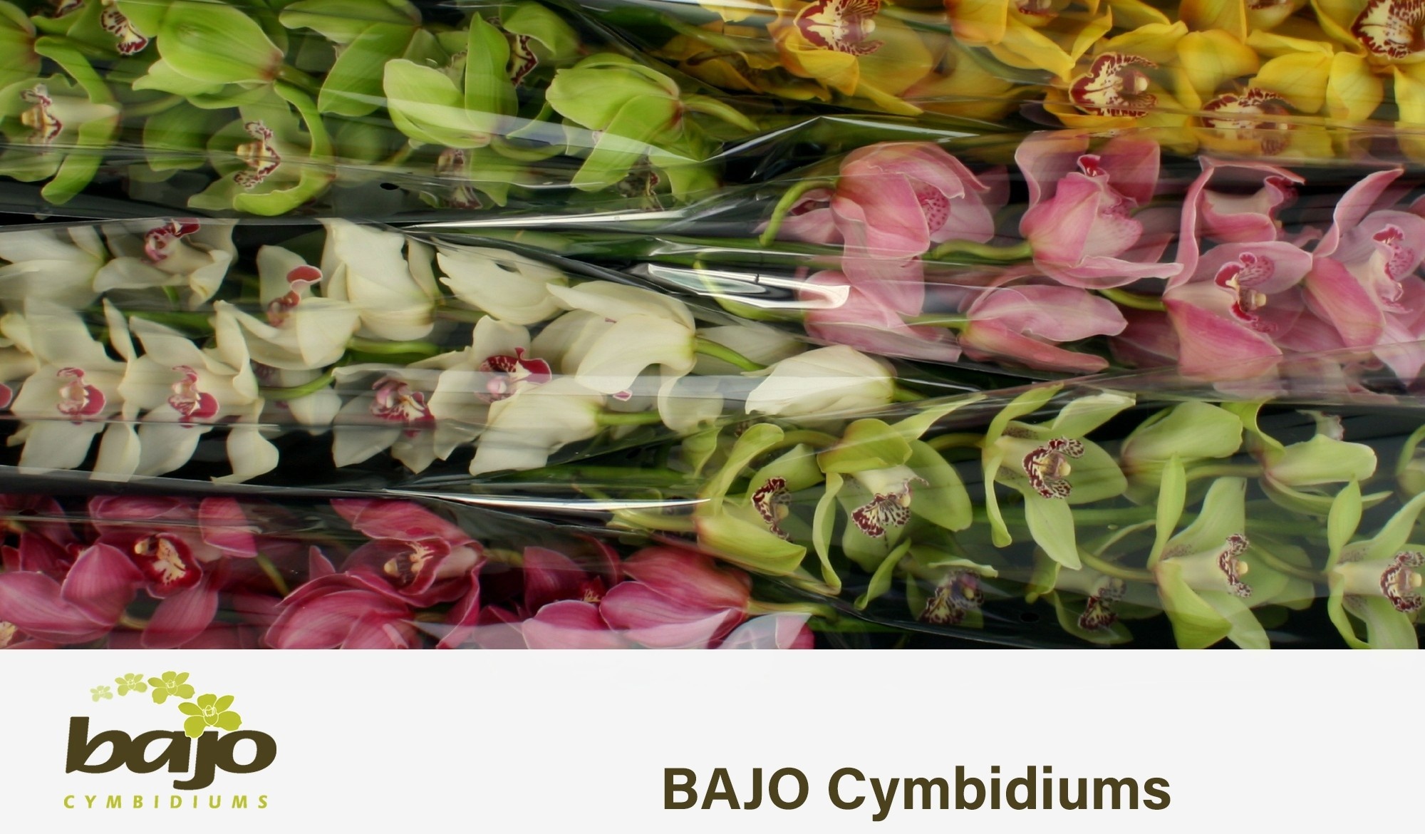 Cymbidium Asst 13bl