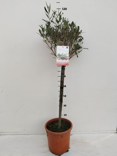 Olea Europaea