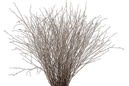 Betula Bs