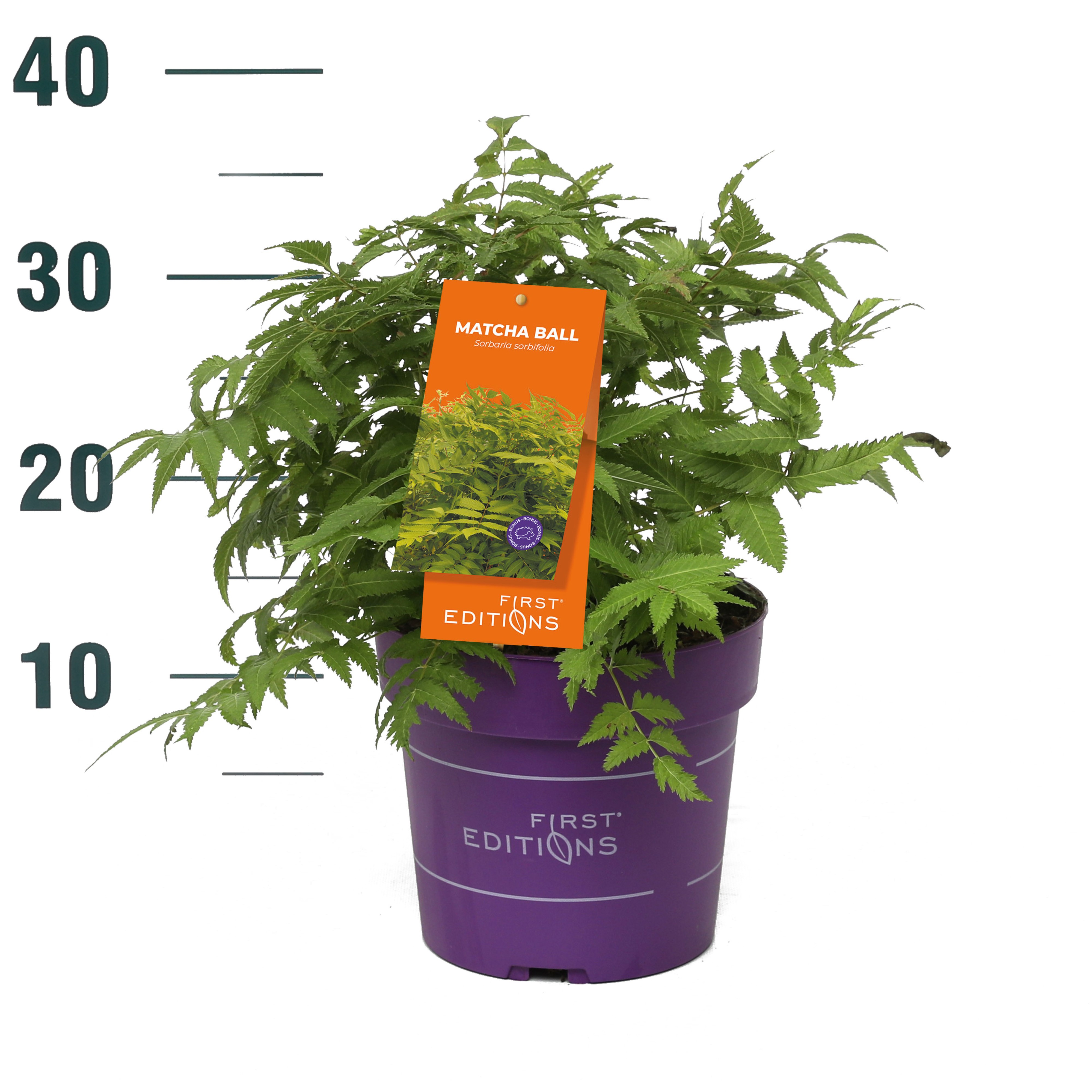 Sorbaria sorbifolia Matcha Ball ('Levgreen')