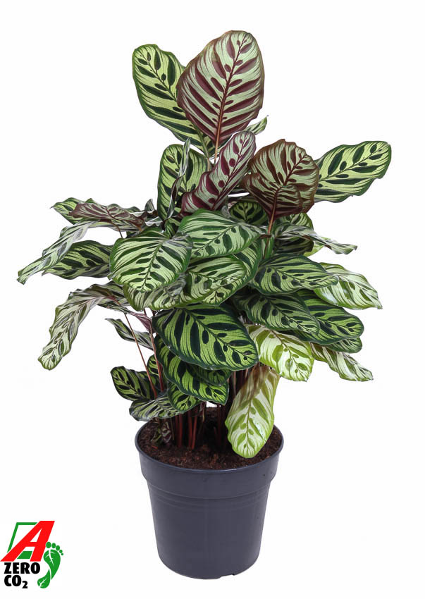 Picture of Calathea Makoyana P27 80CM (LOOSE)