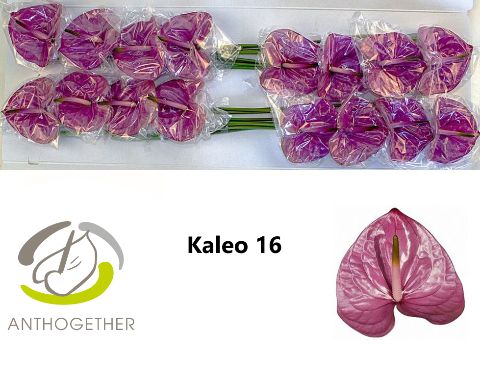 Anth A Kaleo