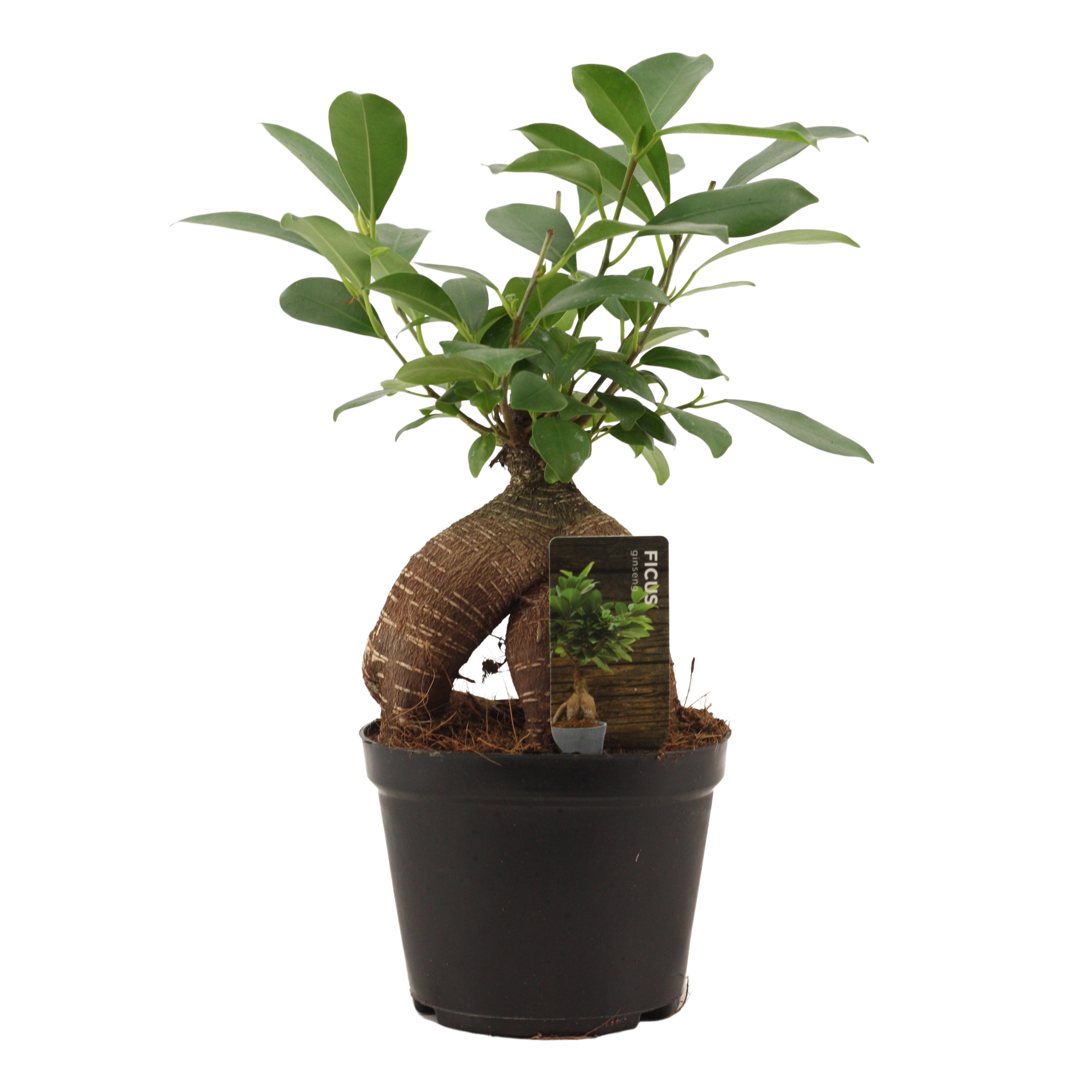 Ficus micr. Ginseng Retusa | Ficus microcarpa | Ficus microcarpa | Зеленые  комнатные растения | Зеленые комнатные растения | Комнатные растения | Все  продукты | OZ Planten