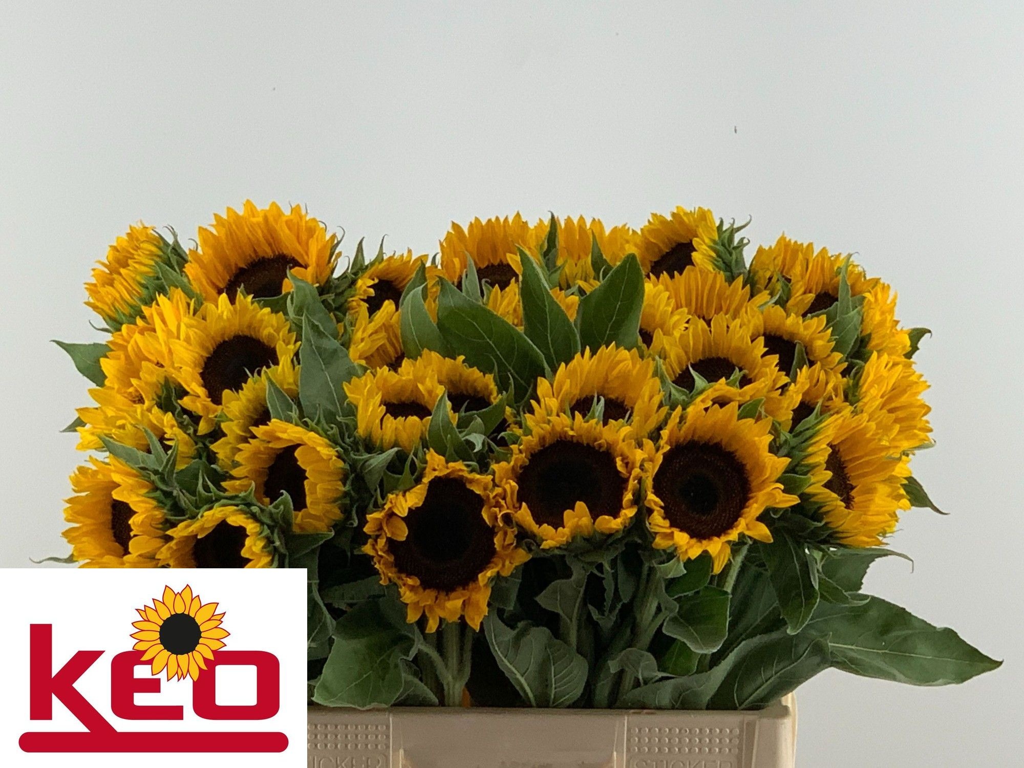 Helianthus Sunrich Or 60cm