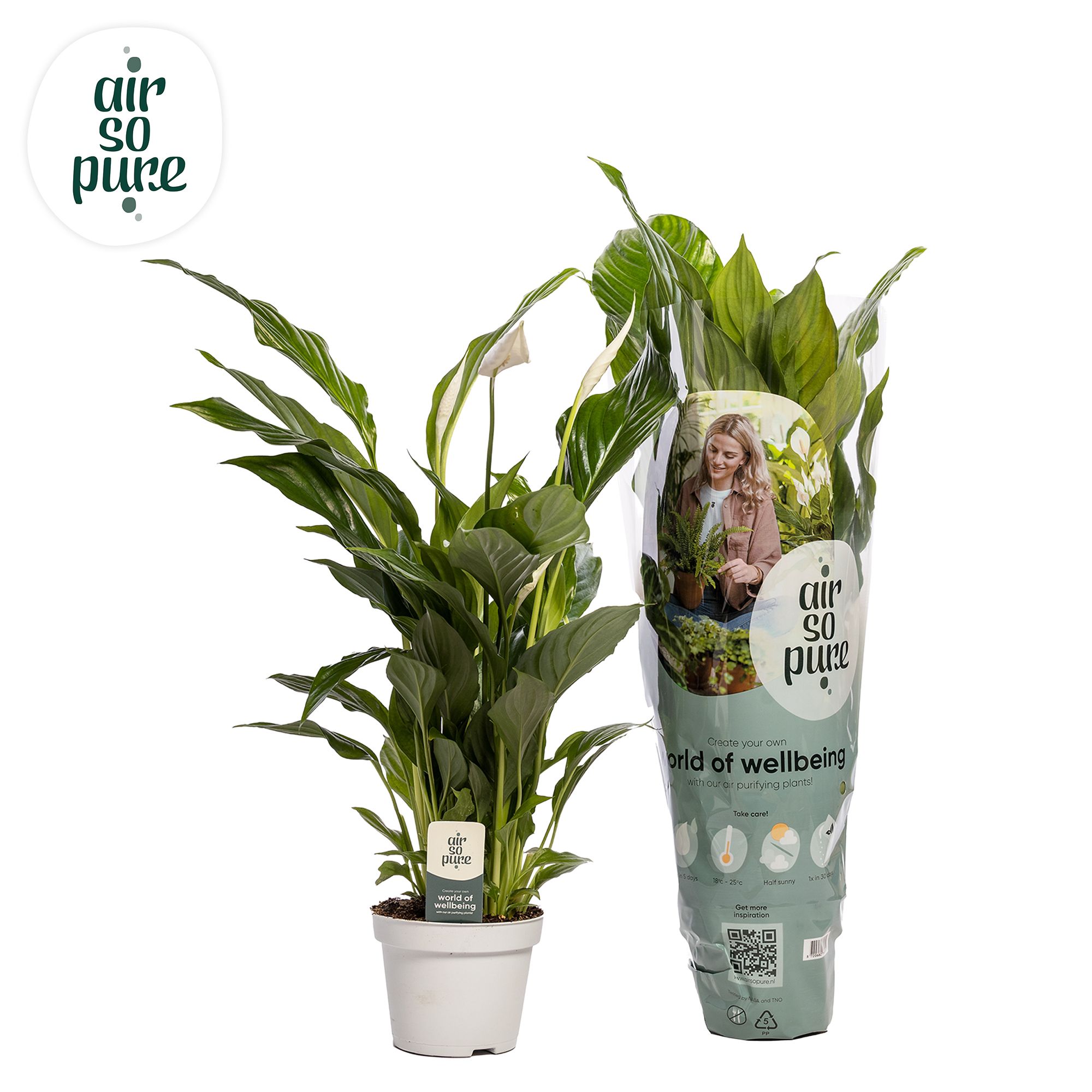 Picture of Spathiphyllum Strauss Air So Pure P13 50CM