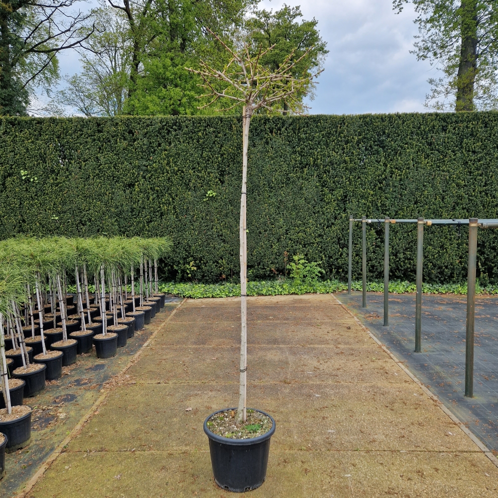 Picture of Ginkgo biloba Mariken C35 180/STD