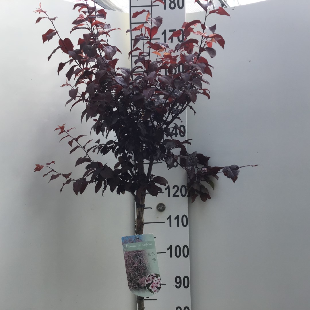 Picture of Prunus cer. Nigra P26 (7.5 Ltr) 120/STD