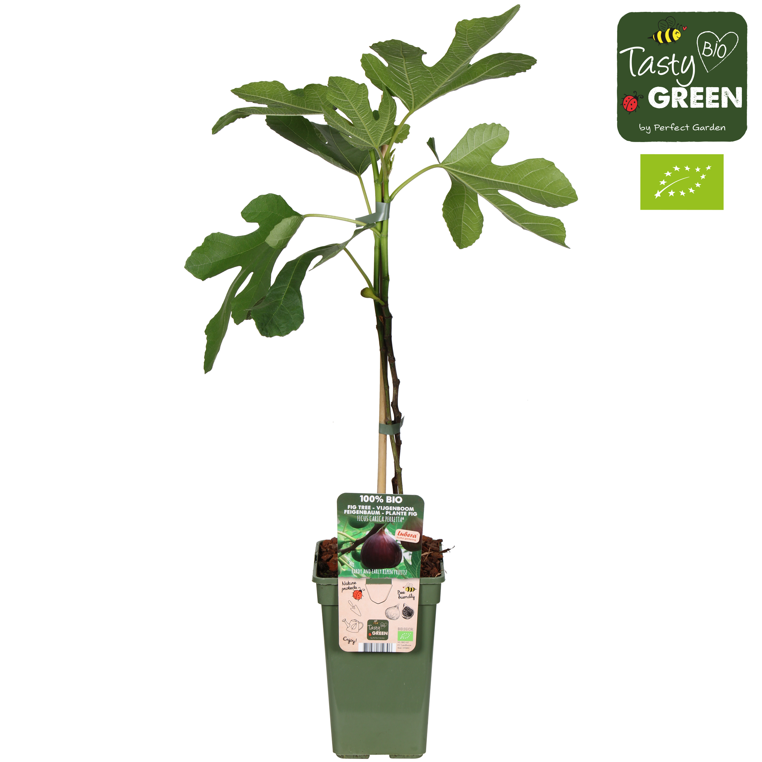 Picture of Ficus Gustissimo Perretta P19 (3 Ltr) organic