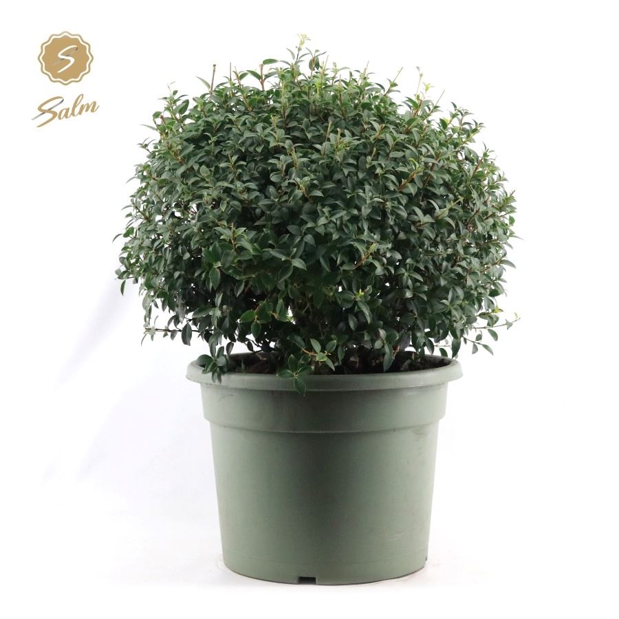 Osmanthus burkwoodii bol