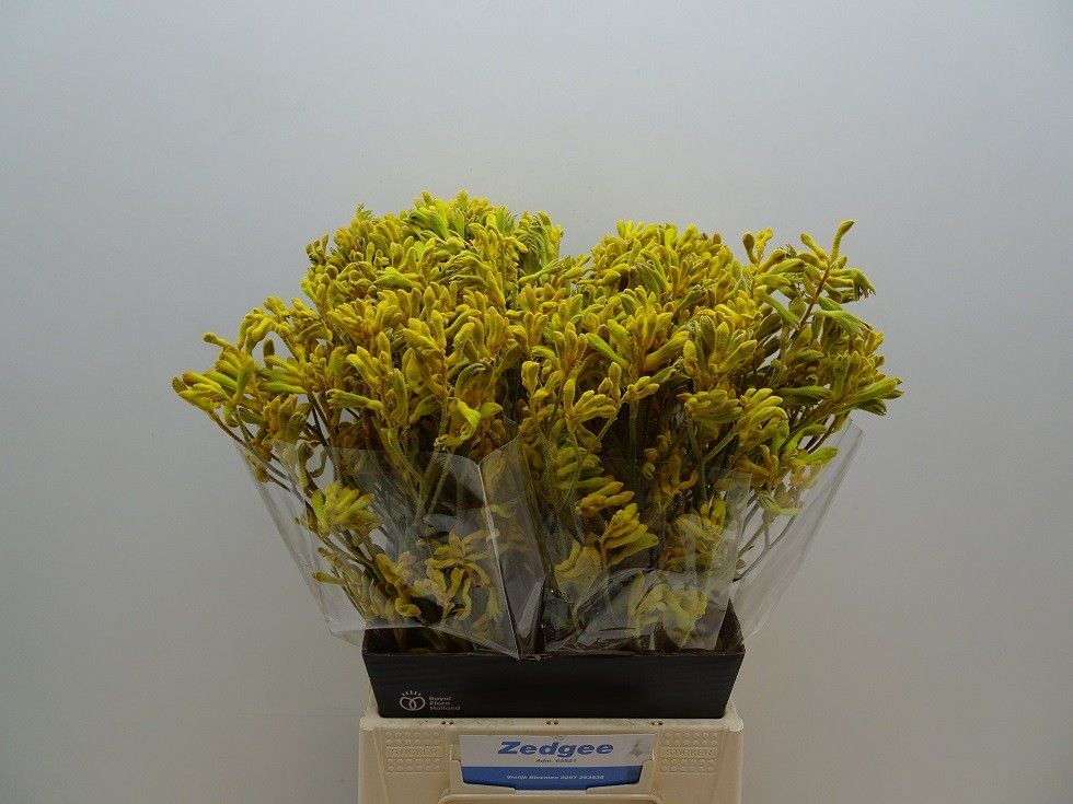 Anigozanthos Yellow Gem 50cm