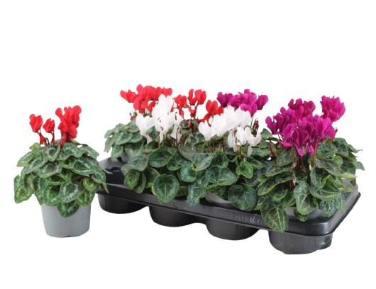 Cyclamen 'Mix Metis Decora'