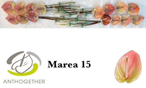 Anth A Marea