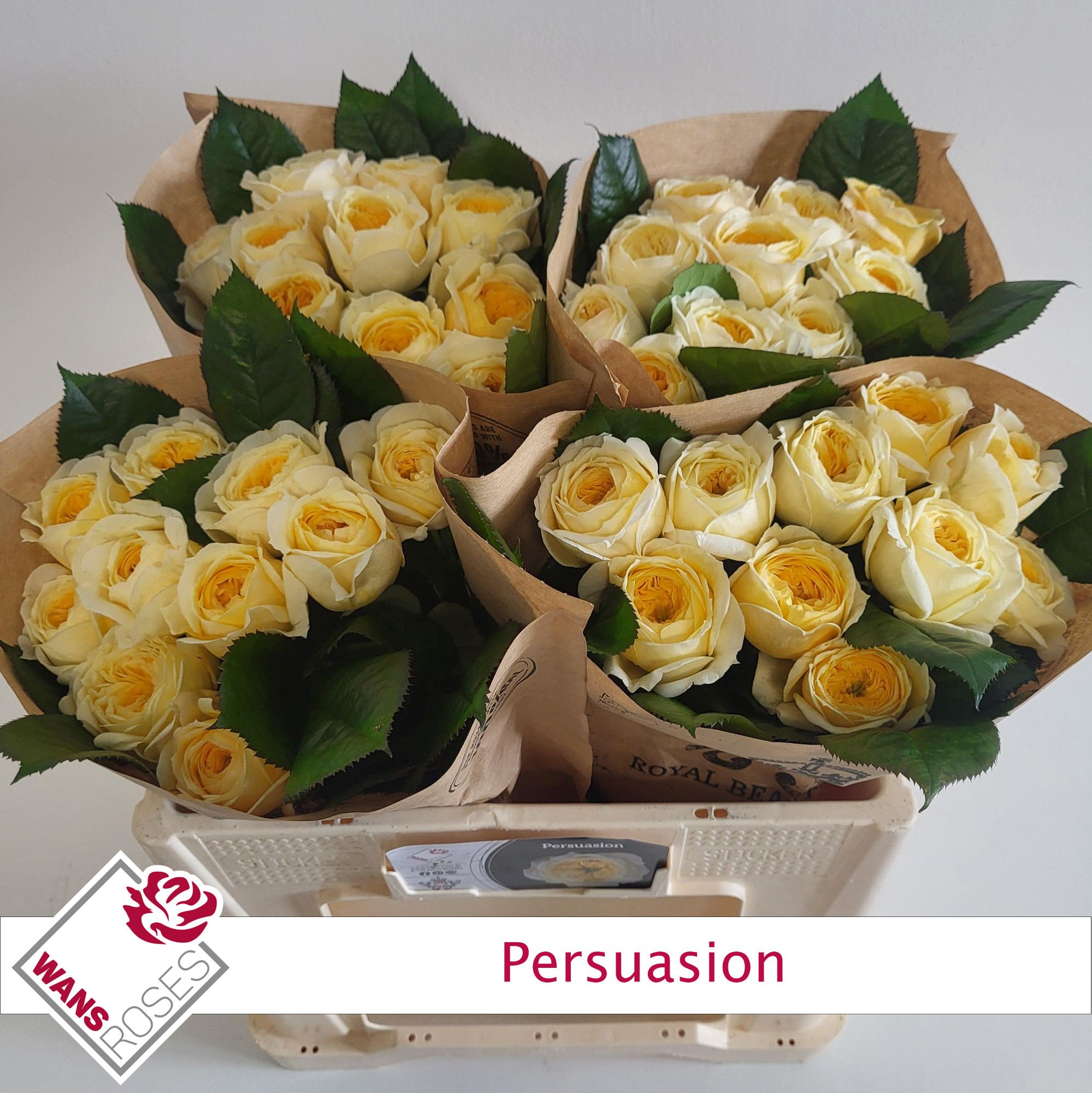Rosa Garden Persuasion 50cm