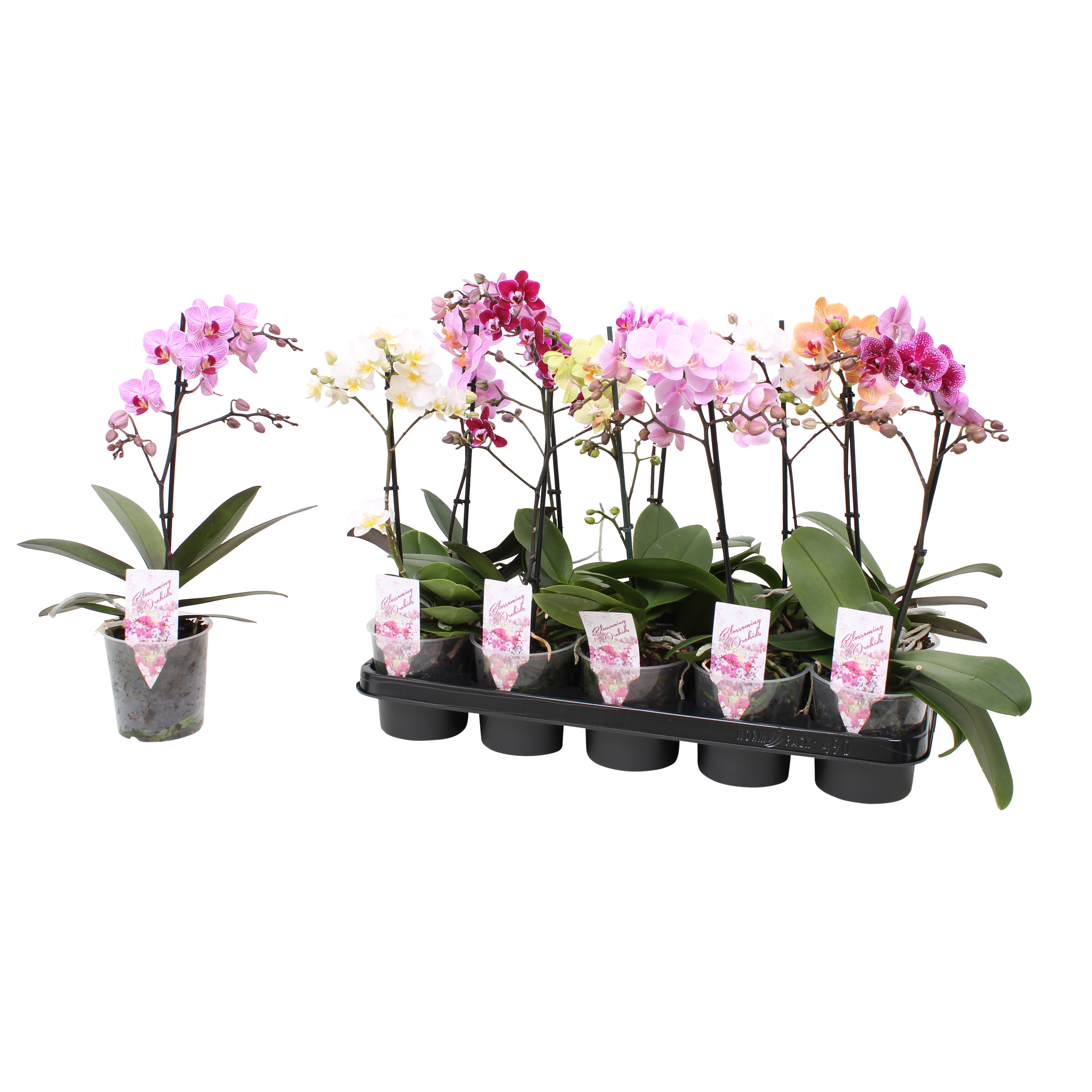 Picture of Phalaenopsis hybrid varieties in 4 Colours P12 1 spike branched 12+ flowers height 39 cm