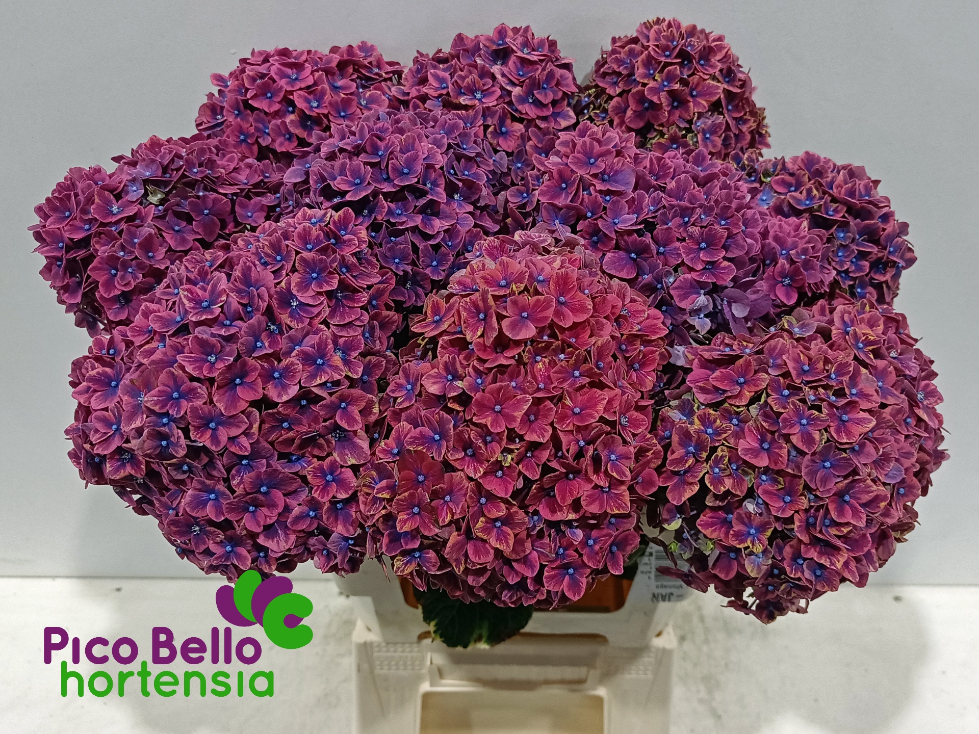 Hydrangea Samurai 60cm 16Ø