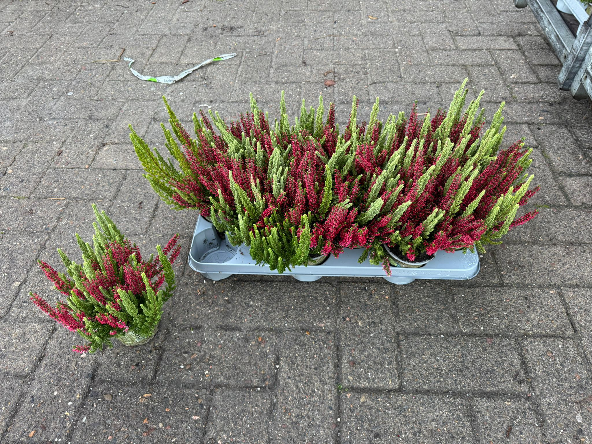 Calluna vulgaris Mint Berry Twin