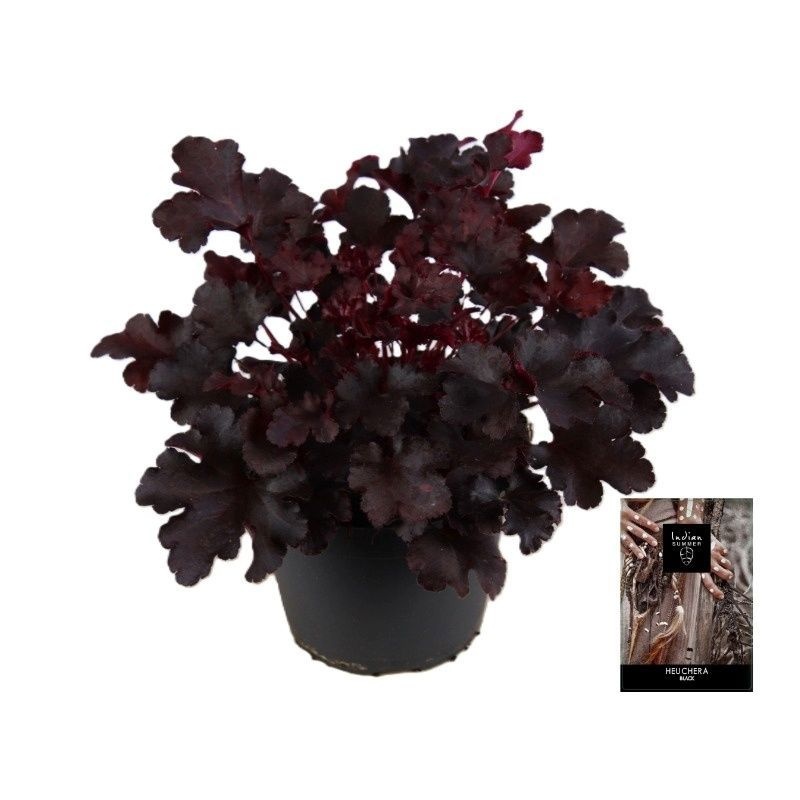 Heuchera Indian Summer Black ('Black Pearl')