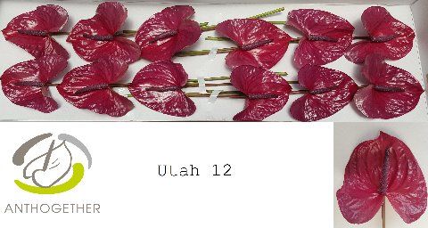 Anthurium Utah 13Ø