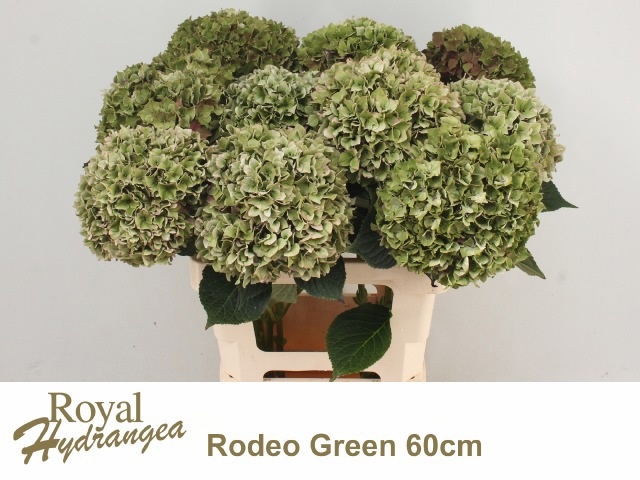 Hydrangea Rodeo Classic Pink 60cm 18Ø