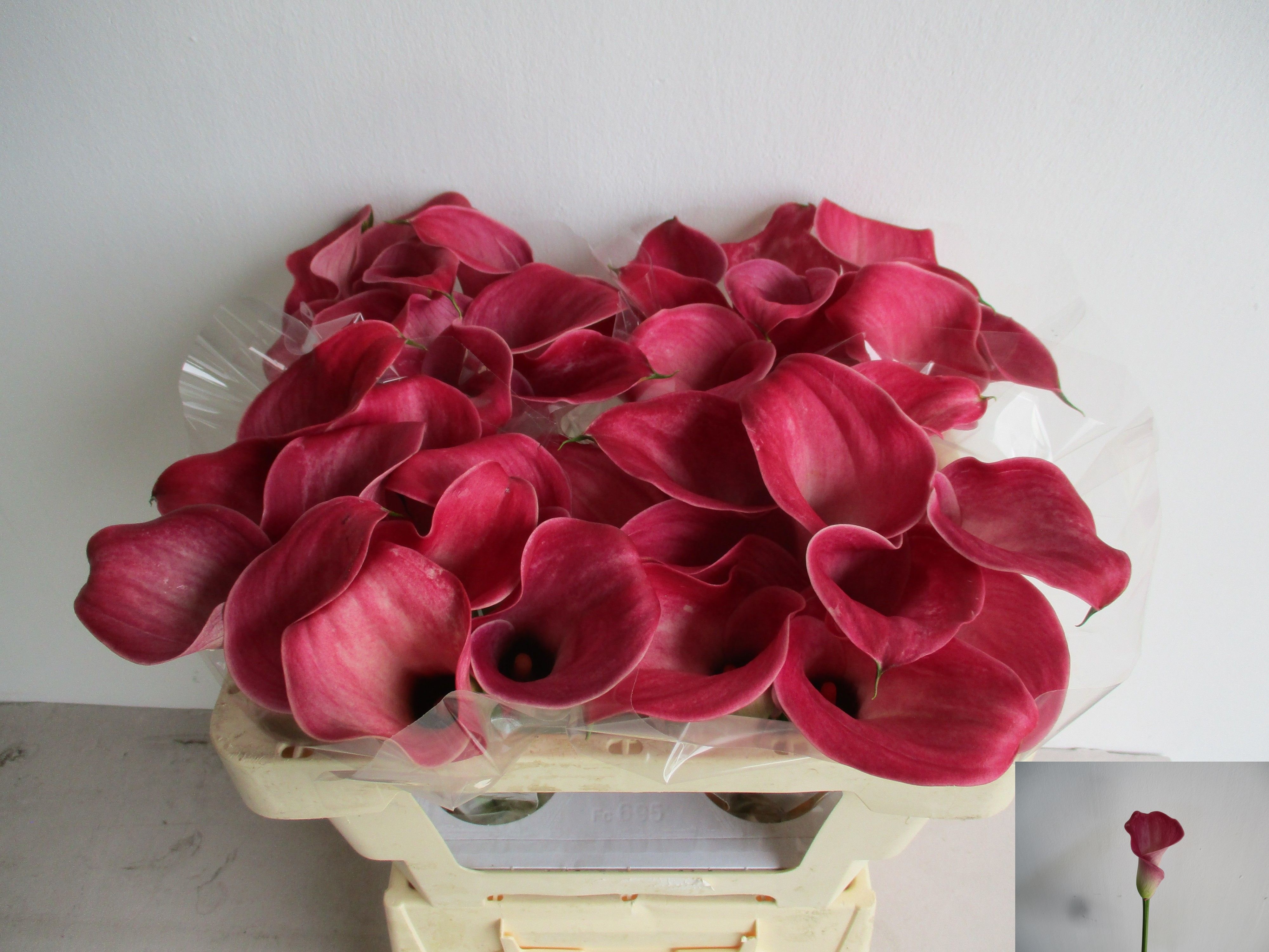 Calla Denver 50cm