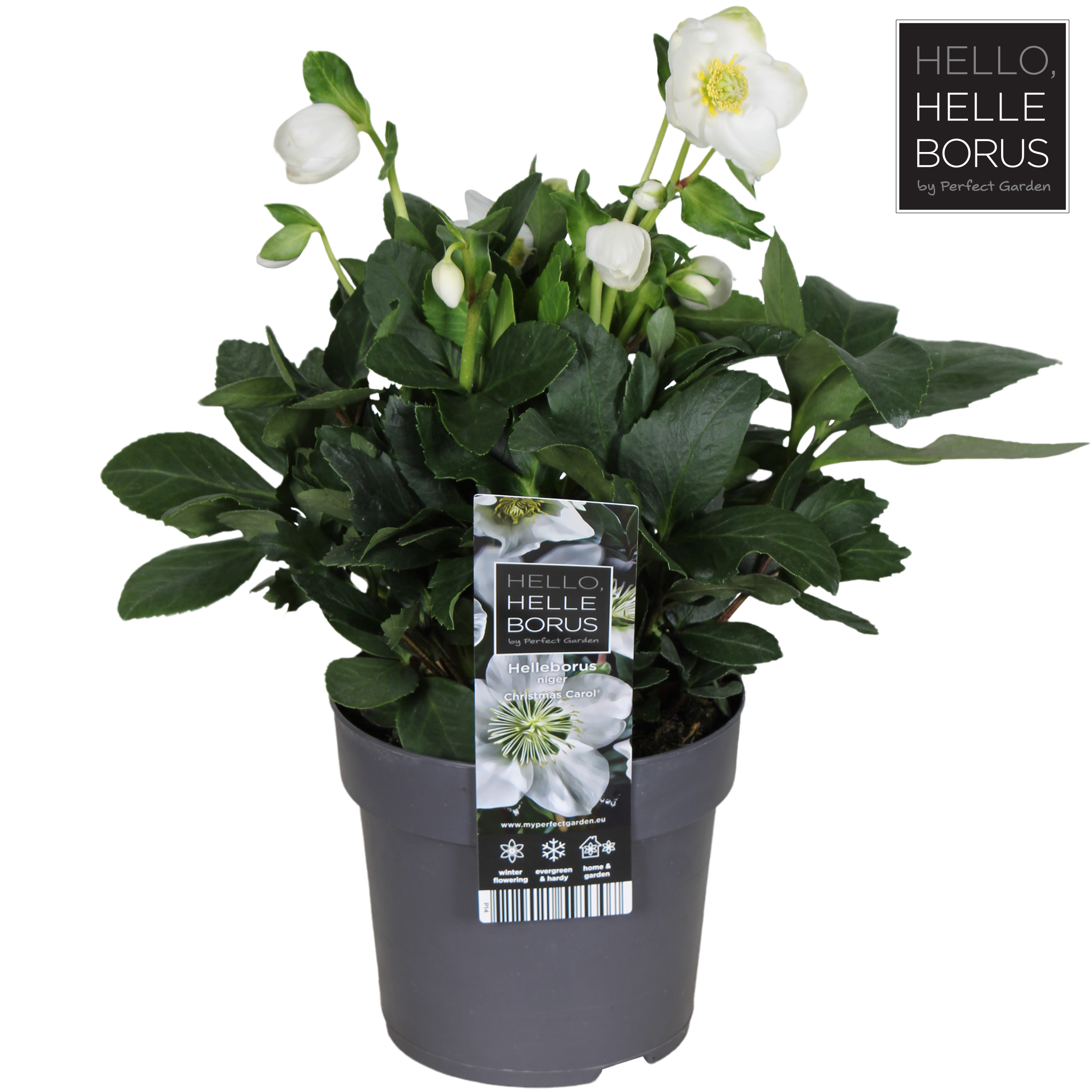 Picture of Helleborus niger Christmas Carol P14