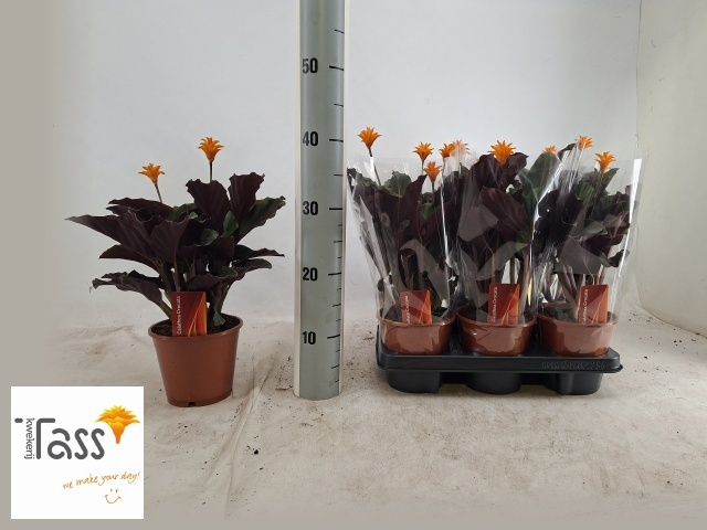 Calat Crocata 14P 35H 2bloem