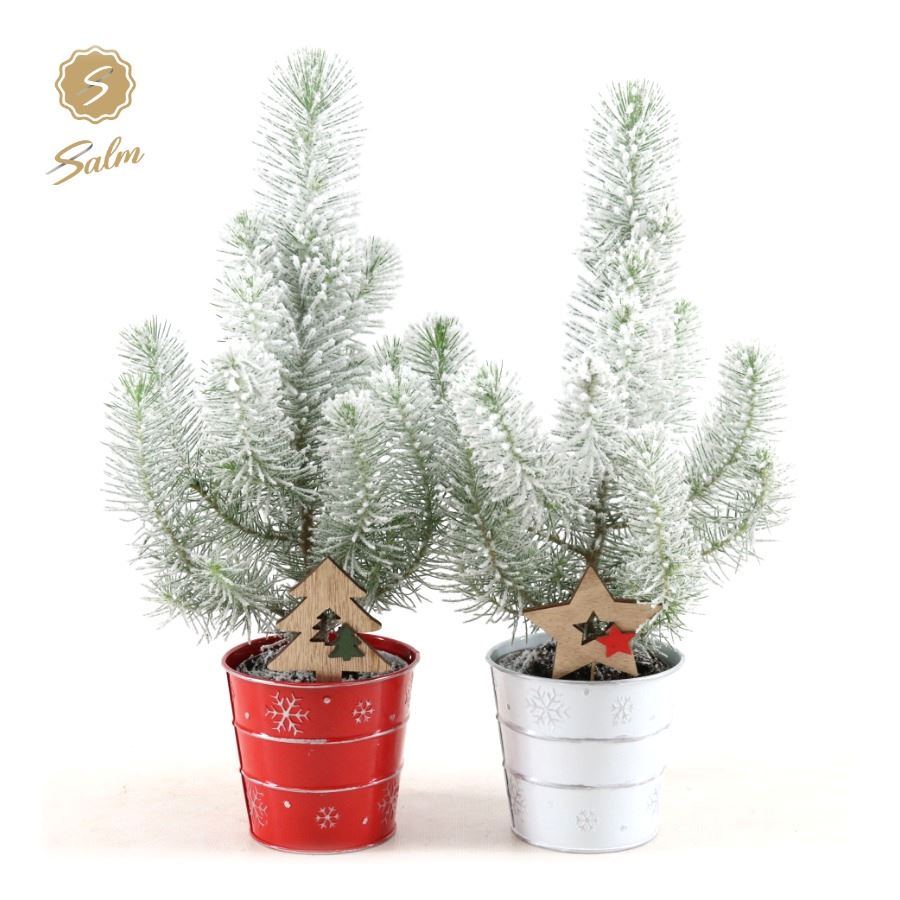 Picture of Pinus pinea Silver Crest in Zinc X-mas Duo + Snow + Deco - Tree/Star P11