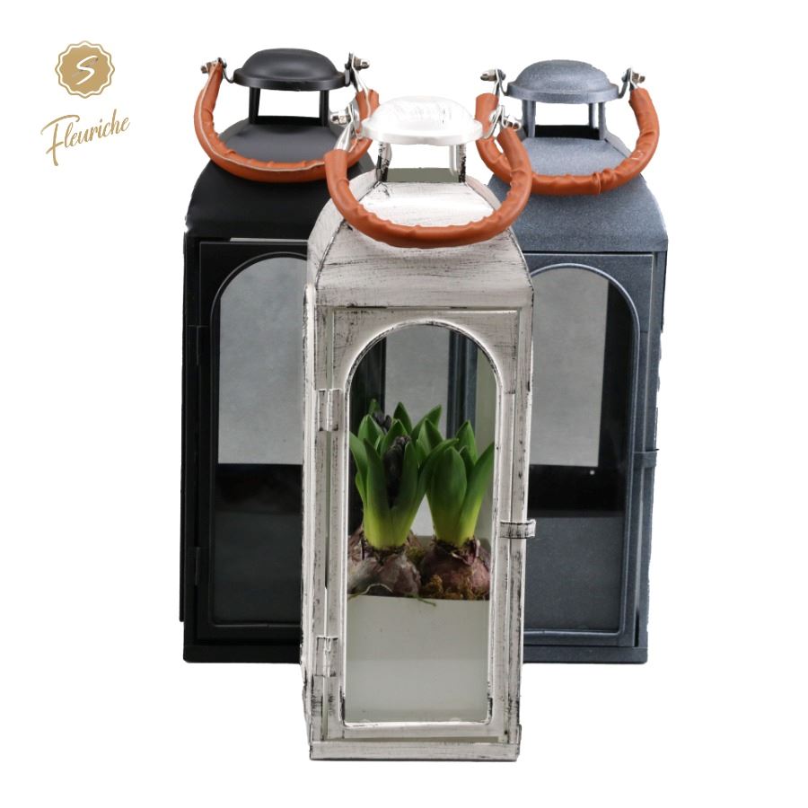 Picture of (7803) Hyacint Lantern Lauderdale 3PP Moss P15 40CM