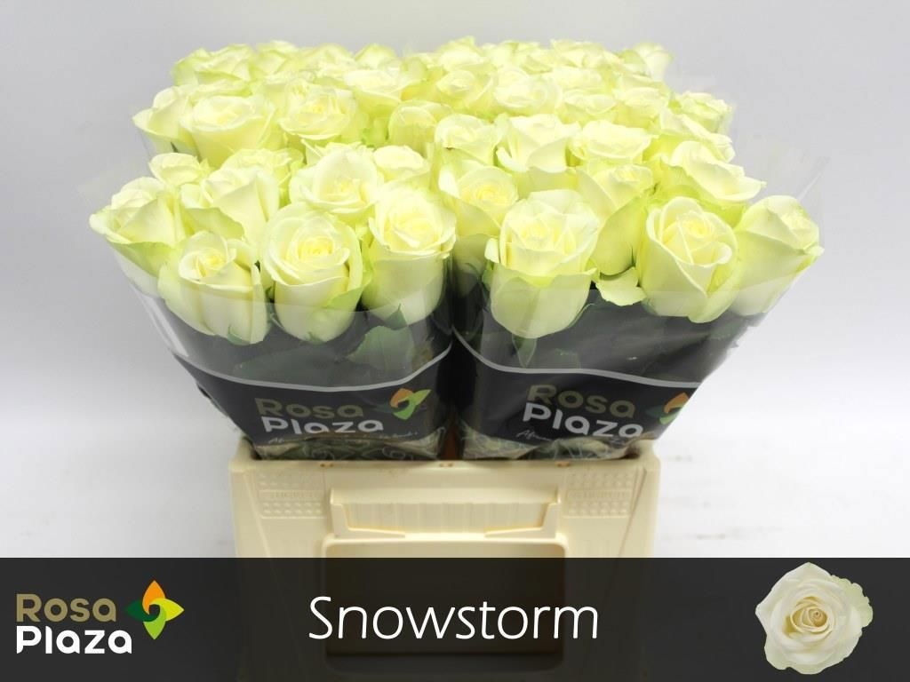 R Gr Snowstorm+