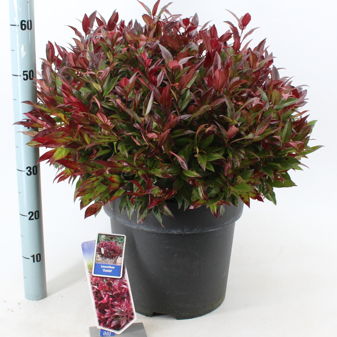 Picture of Leucothoe Zeblid P32 (15 Ltr) (LOOSE)