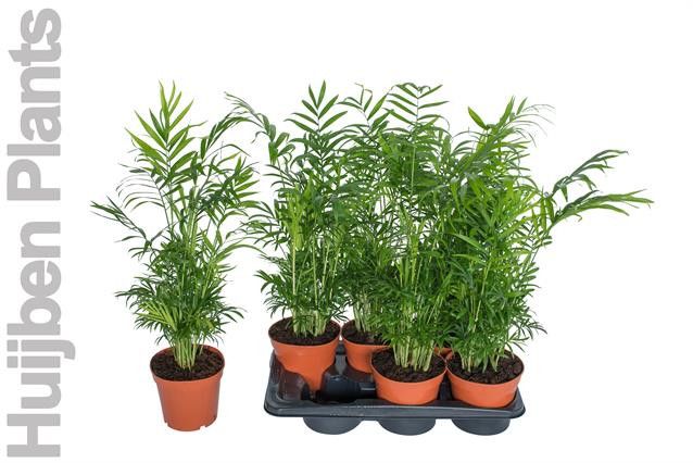 Chamaed Elegans 17P 55H 25stek