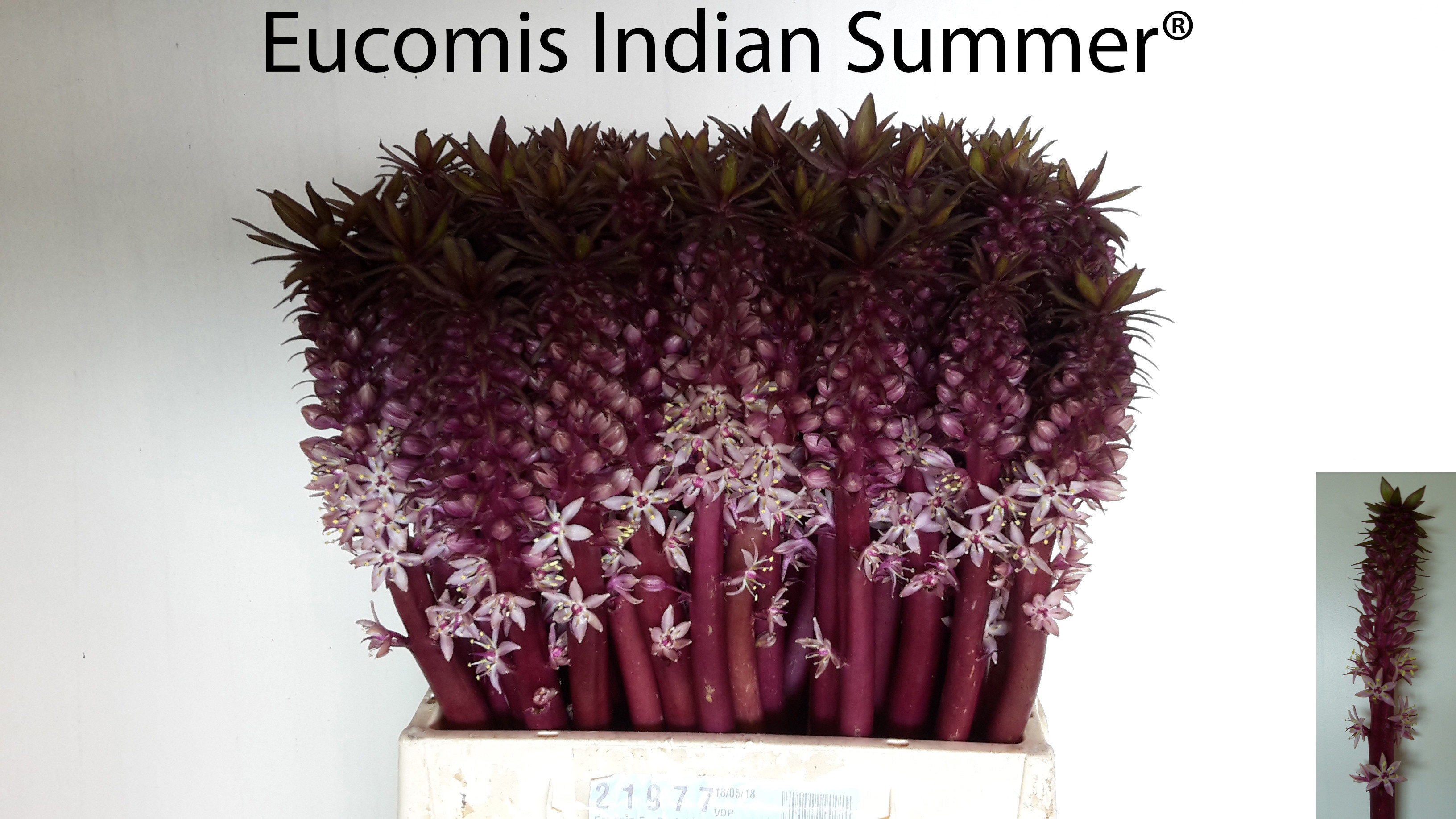 Eucomis Ov