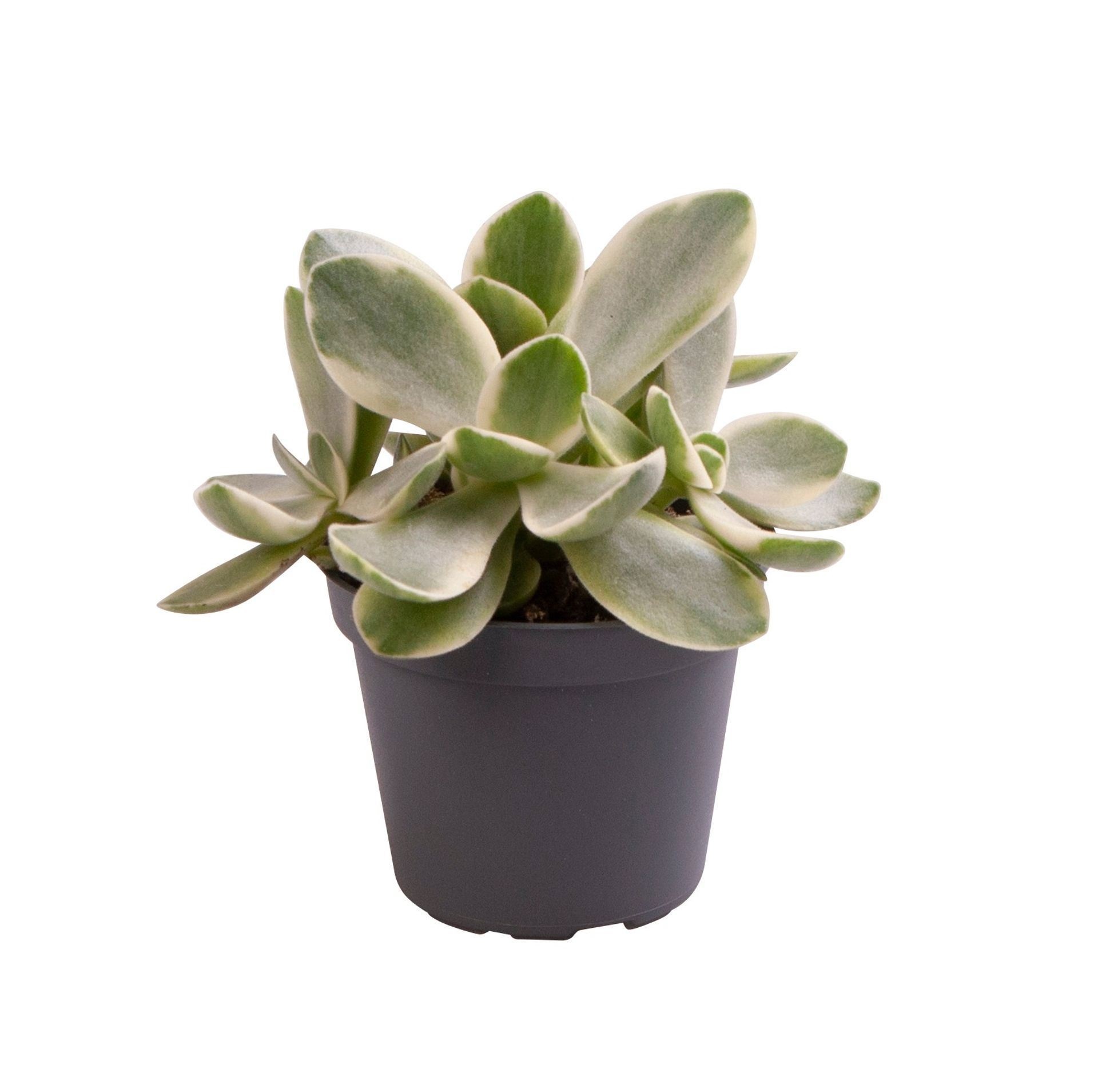 Crassula Money Maker Jade Magic®