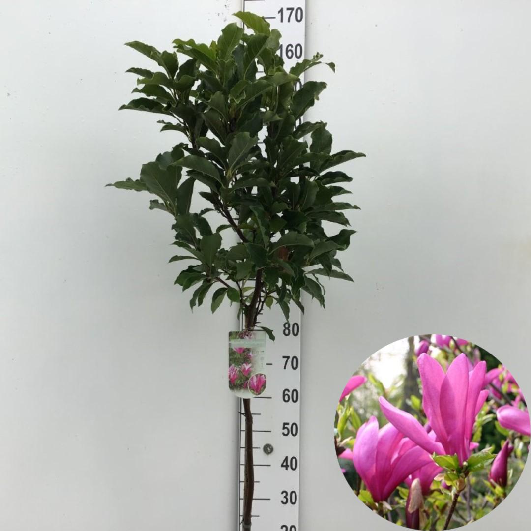 Picture of Magnolia Susan P26 (7.5 Ltr) 90/STD (LOOSE)