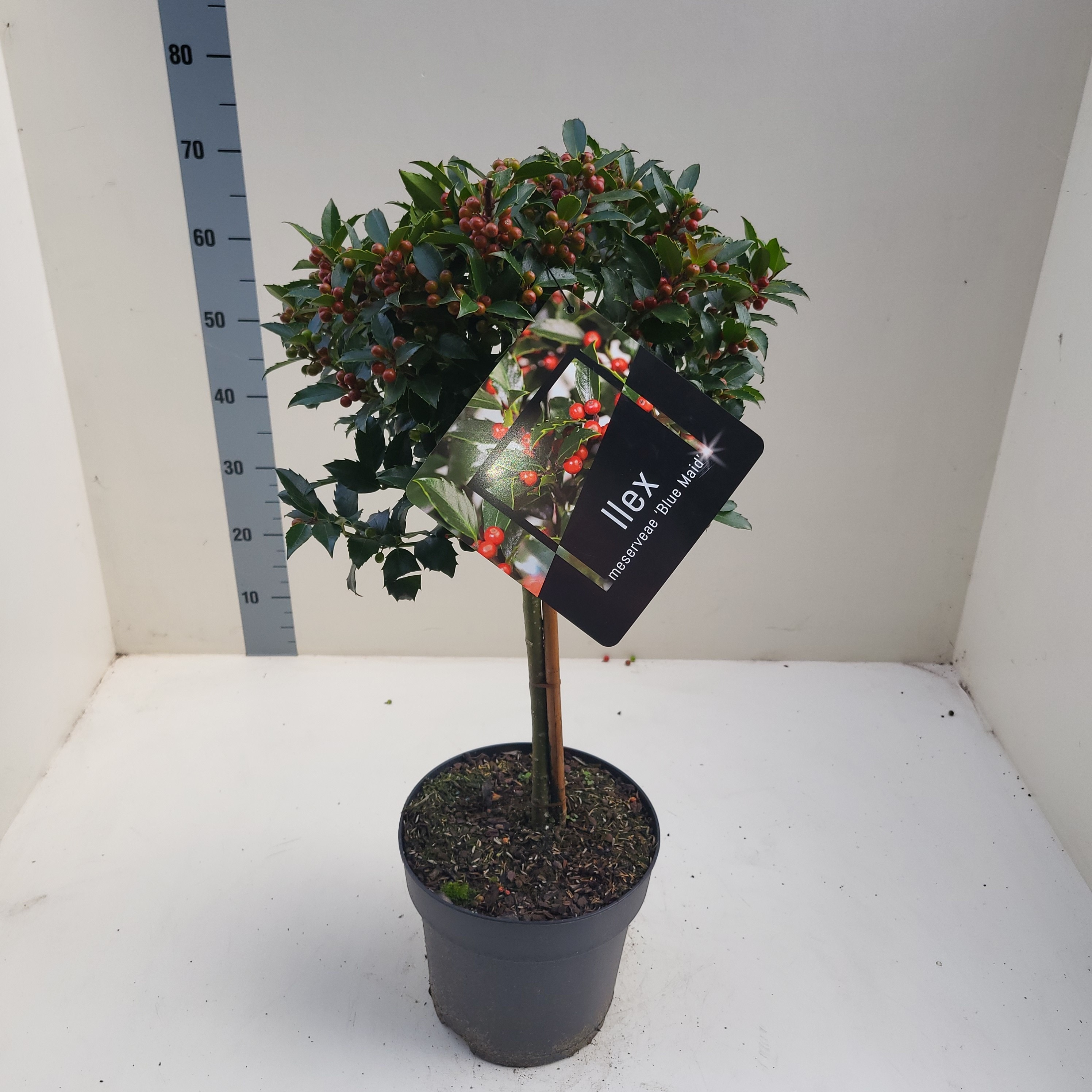 Picture of Ilex mes. Blue Maid P24 (6 Ltr) 40/STD (LOOSE)