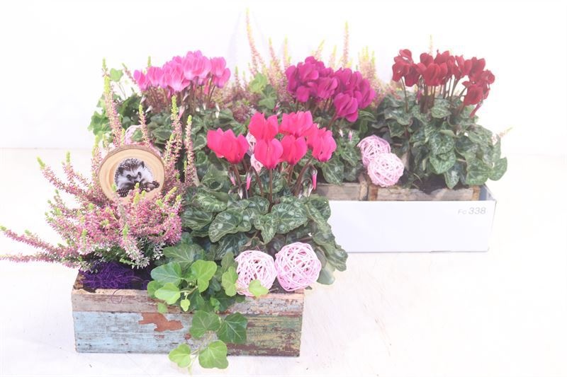 Arr Tuinplanten 22P 27cm