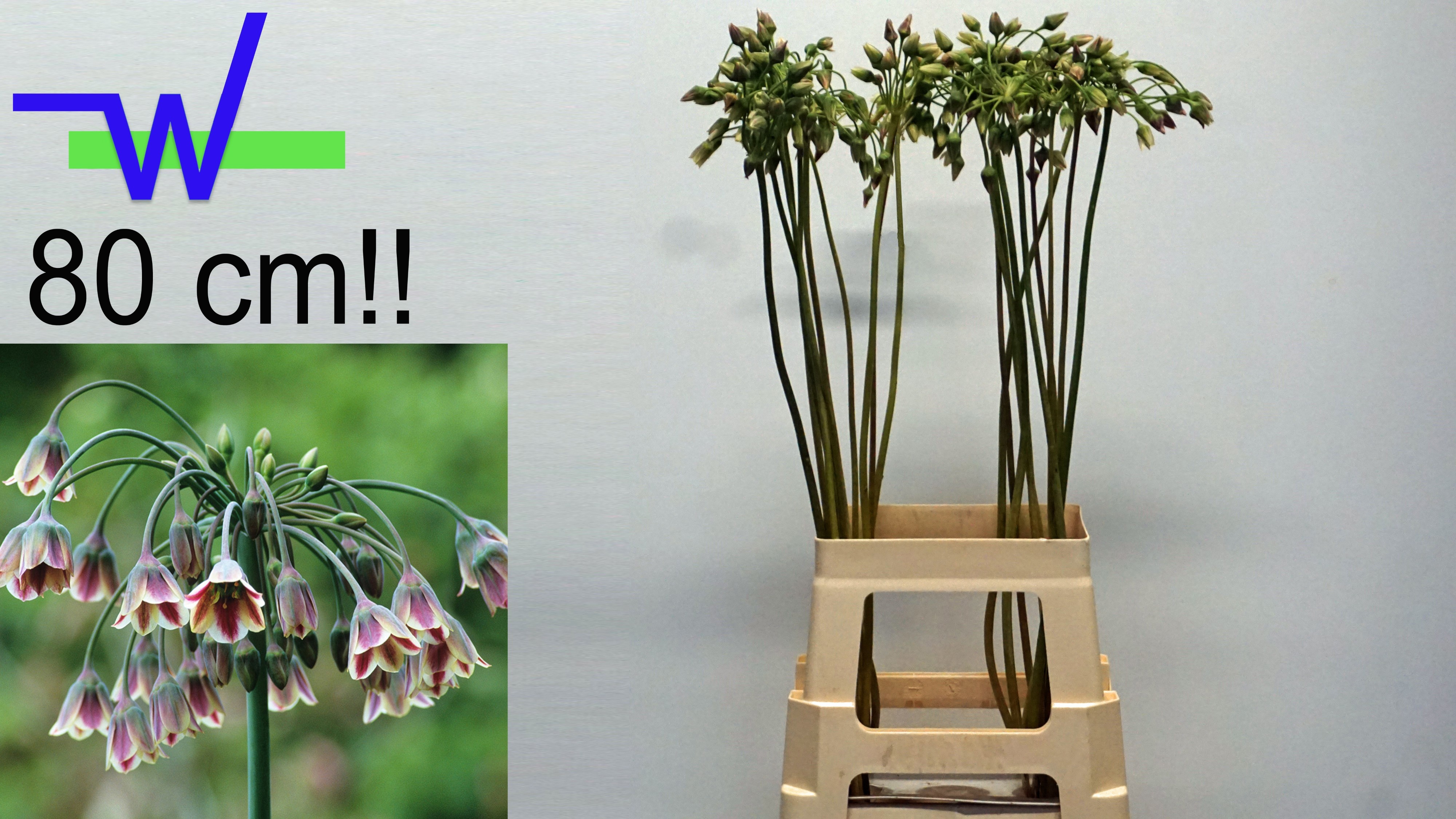 Allium Hang Siculum 80cm