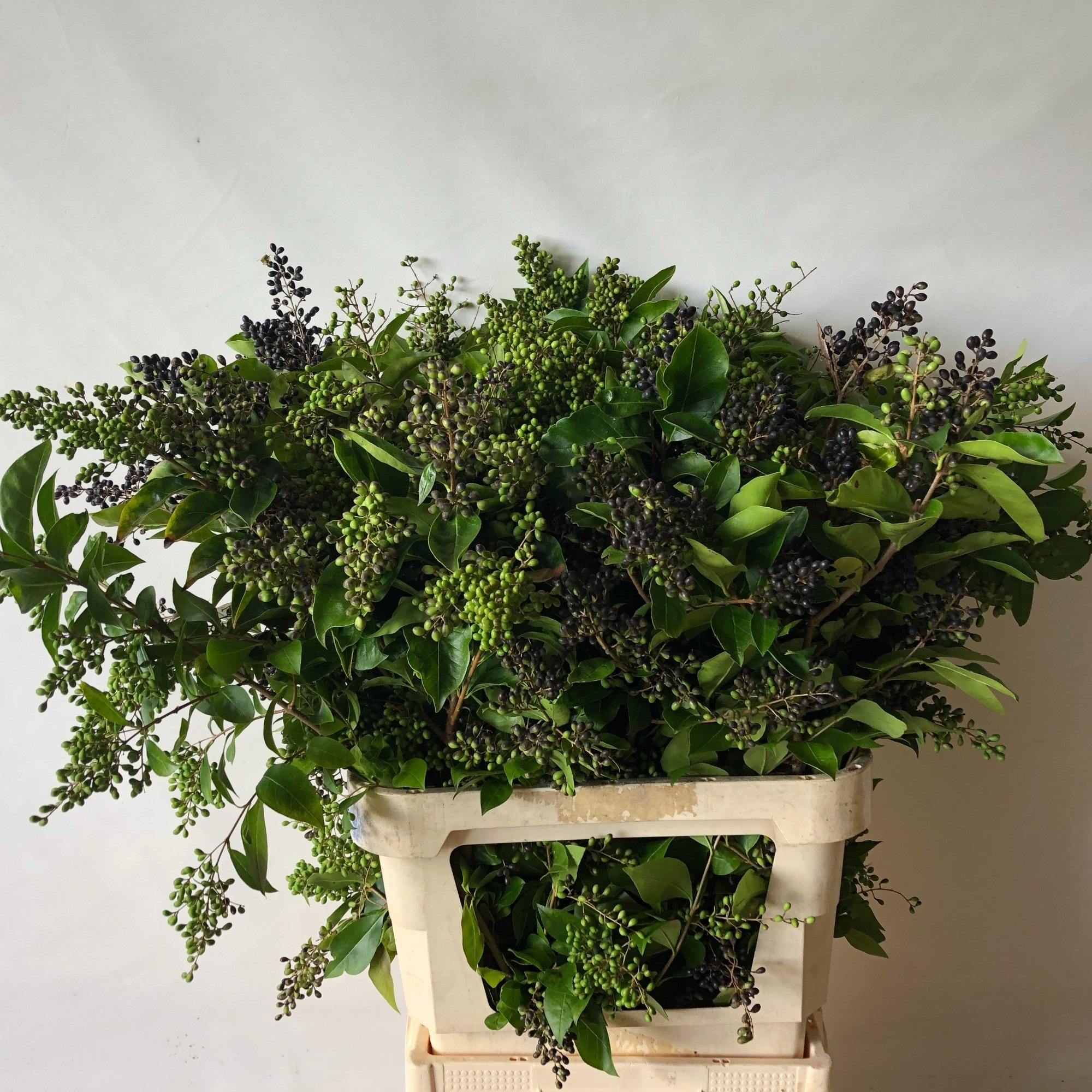 Ligustrum Winter J 80cm