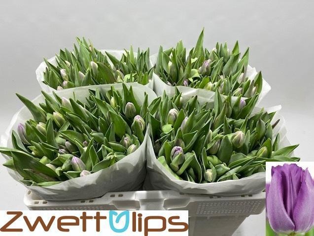 Tulipa Saigon 35cm 24gram