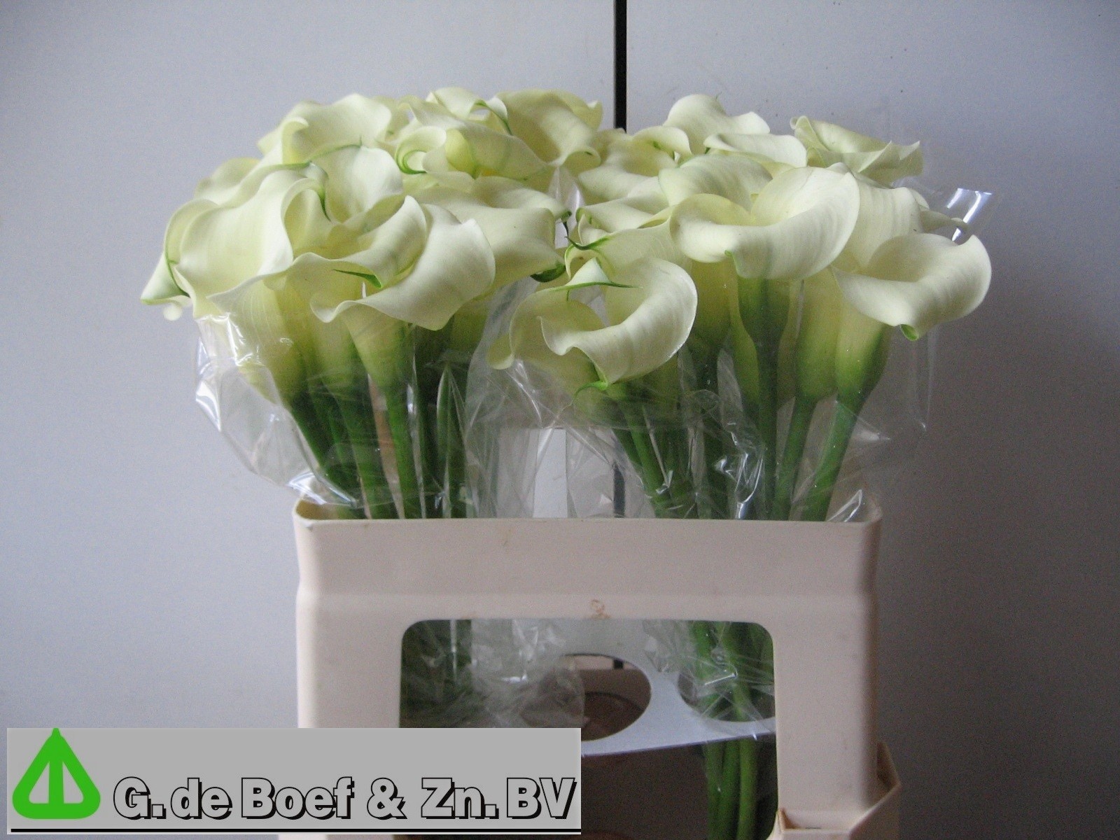 Calla White Flirt 55cm