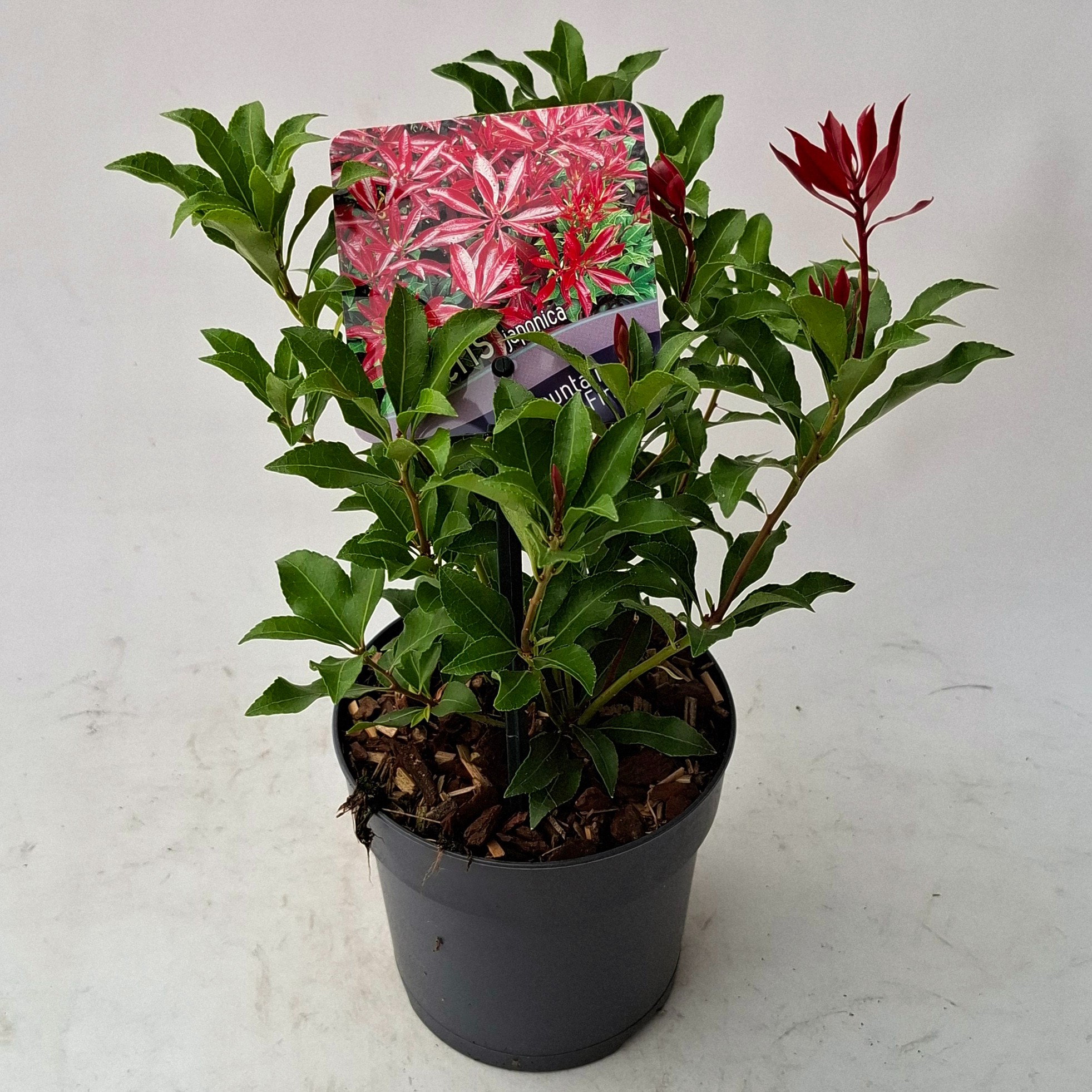 Picture of Pieris japonica 'Mountain Fire'