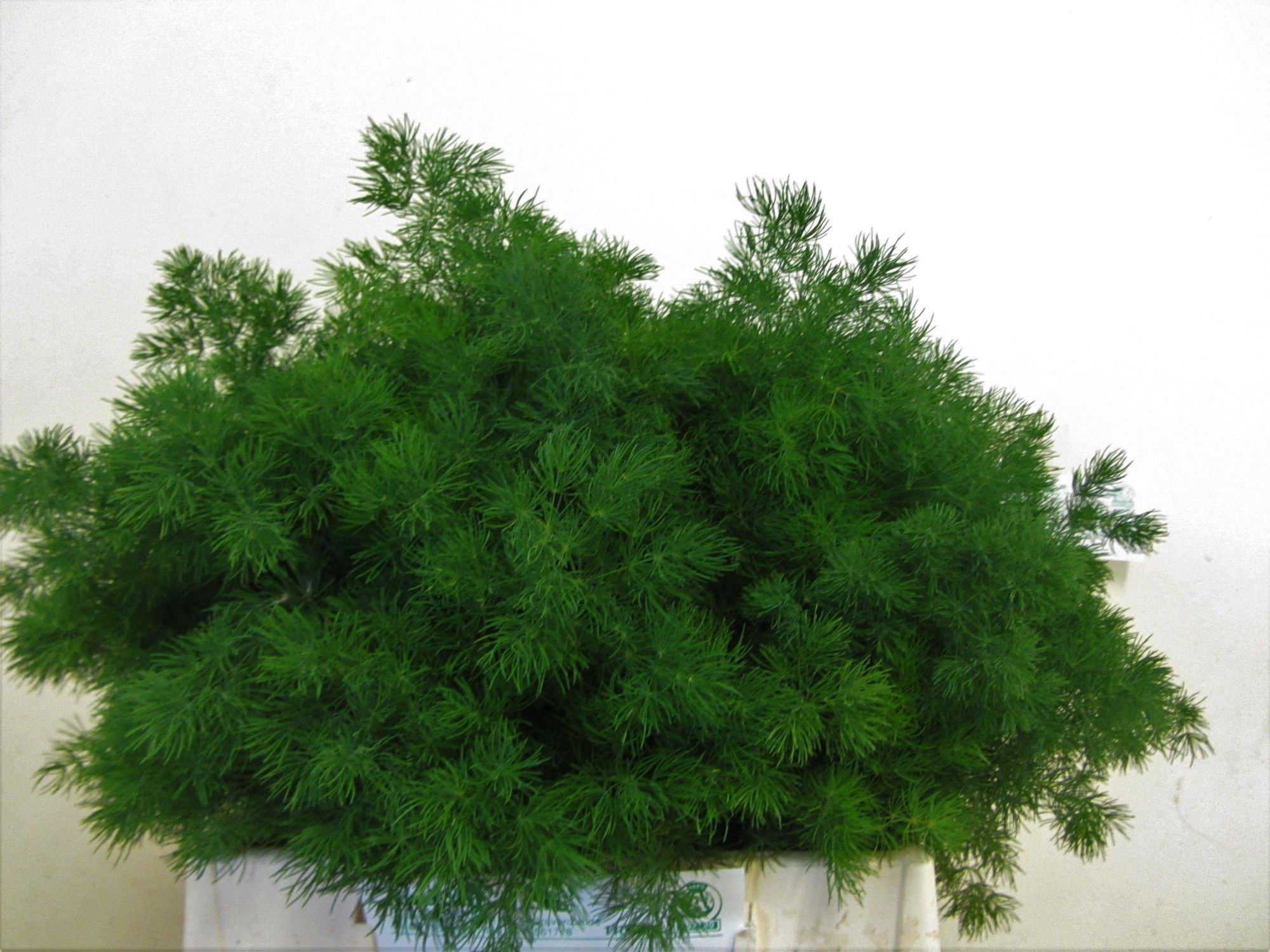 Asparagus Umbelatus(ming Fern) 40cm
