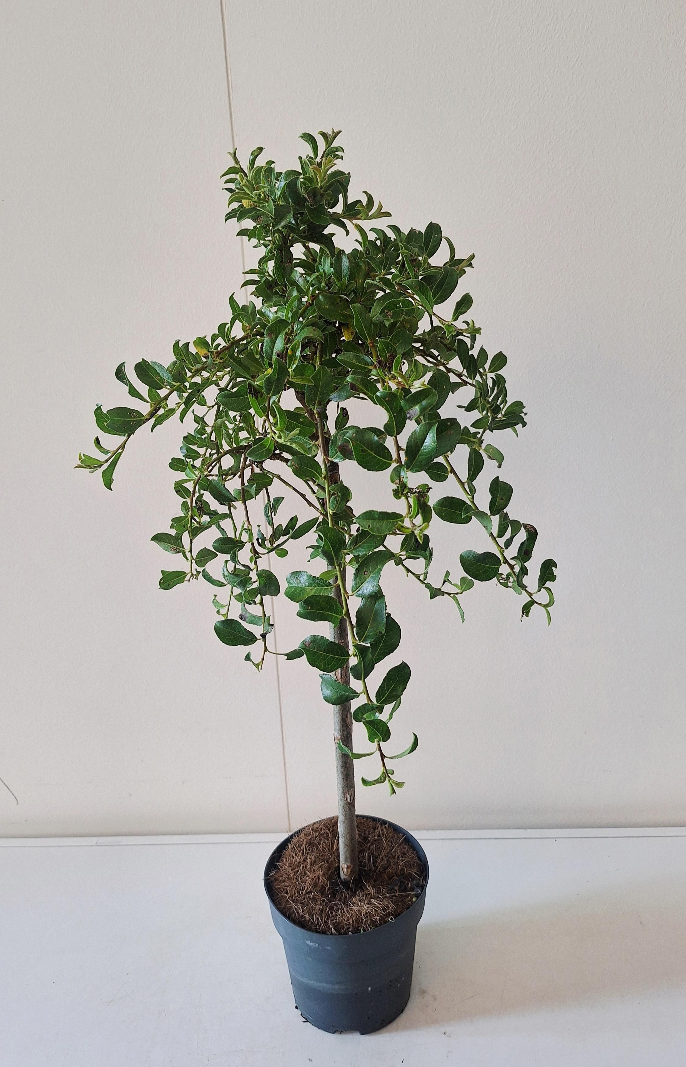 Salix arbuscula stam