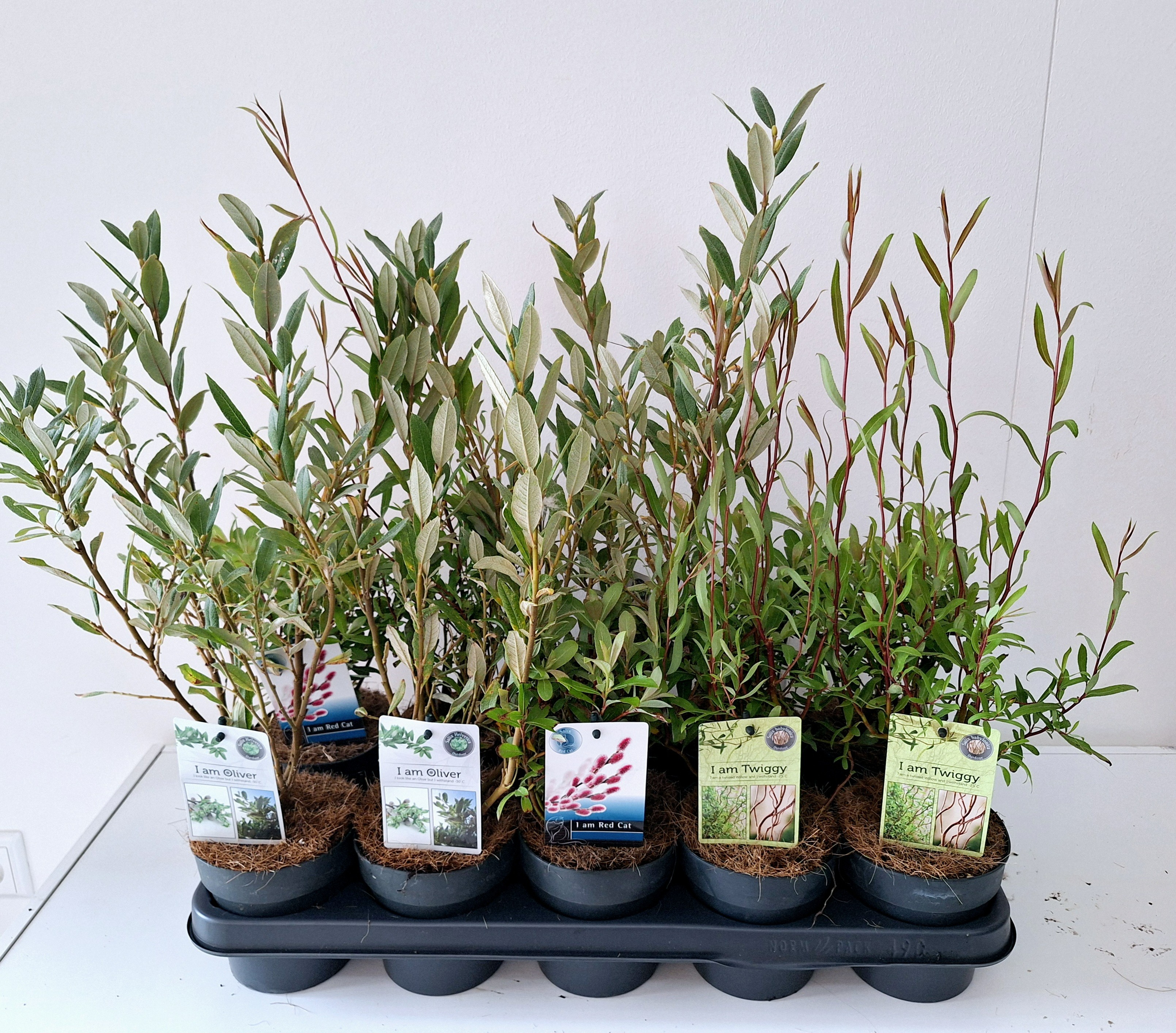 Picture of Salix p12 mix bush concept