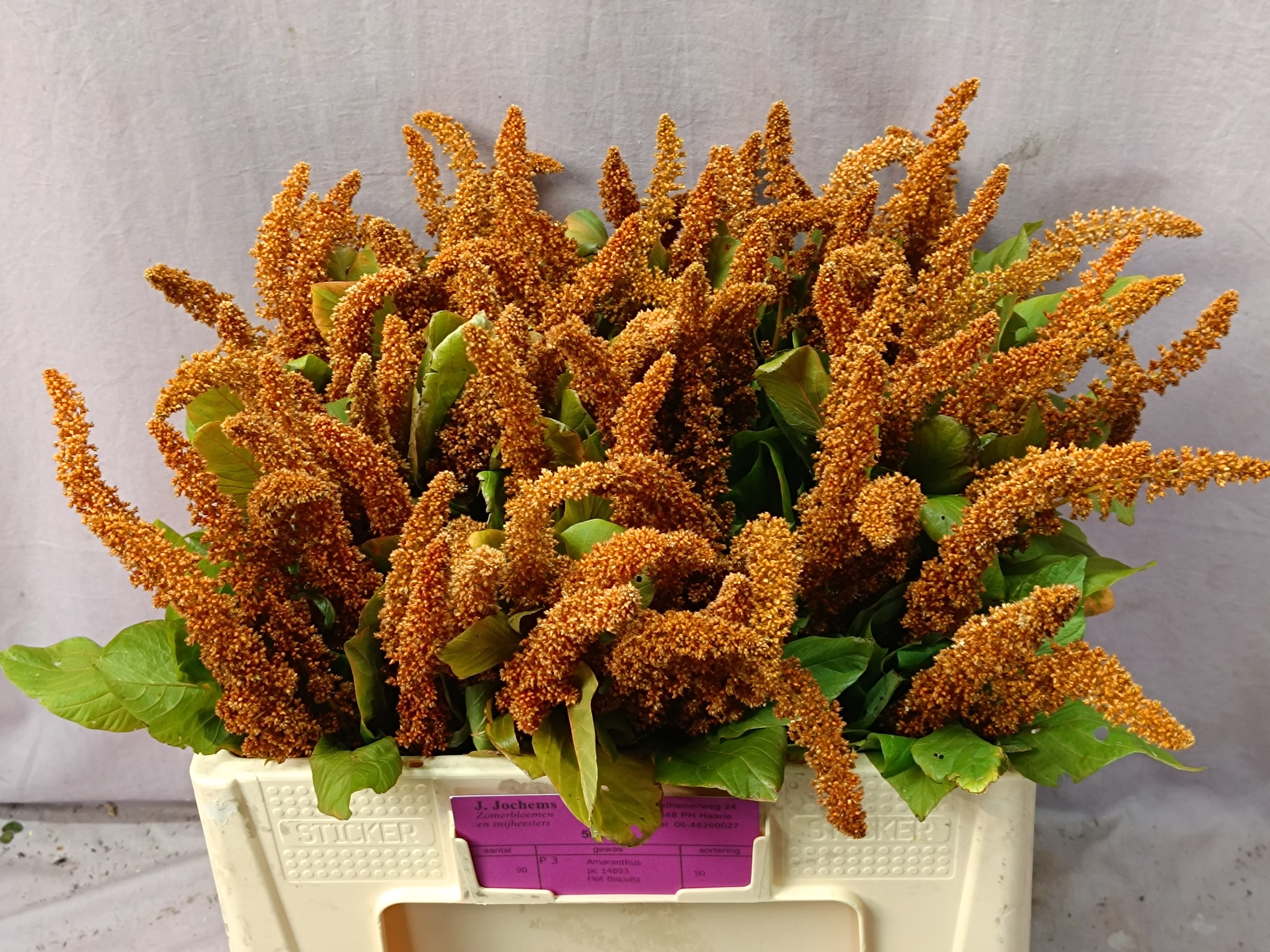 Amaranthus Hot Biscuits
