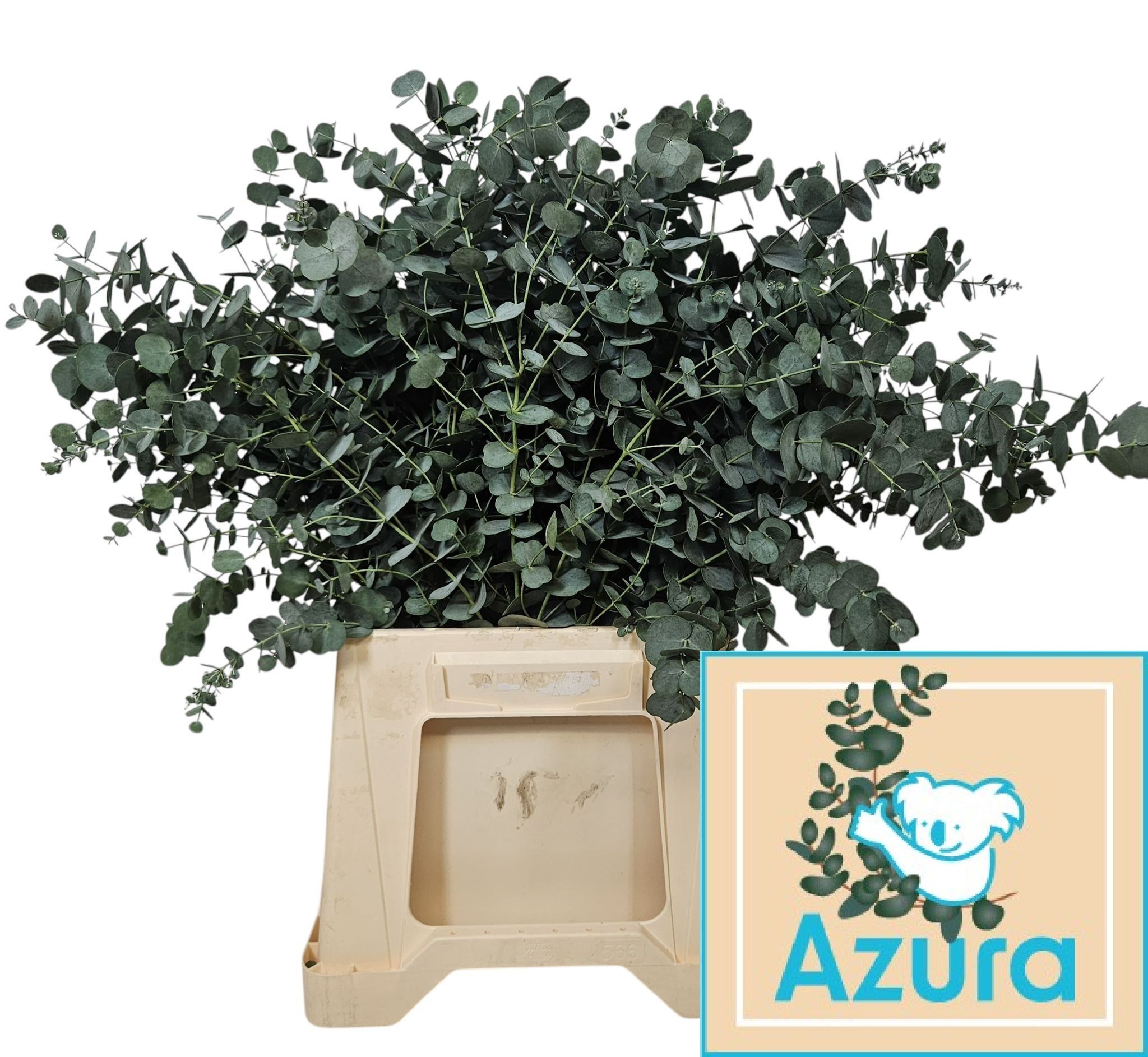 Euca Gu Azura